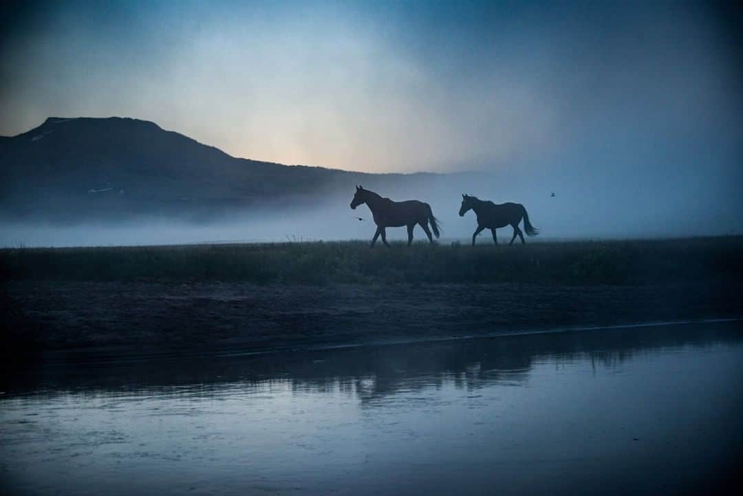 National Geographic Travelさんのインスタグラム写真 - (National Geographic TravelInstagram)「Photo by @amivitale | Horses roam in the Centennial Valley in southwest Montana. There is a strong bond with open spaces and a deep connection to what lives and dies here. People seem to measure worth by how comfortable you are around animals and how comfortable they are around you. I have seen young toddlers on horseback nestled between mother and mane. By age two, they are nuzzling calves. Children learn to throw a rope before they can talk. It is a place where people are shaped by the land itself, and they in turn help shape the land.  Follow @amivitale for more stories about the beauty and cultures of the world. @natgeoimagecollection @thephotosociety @photography.for.good #horses #montana #rivers #silhouette #fog」1月30日 10時04分 - natgeotravel