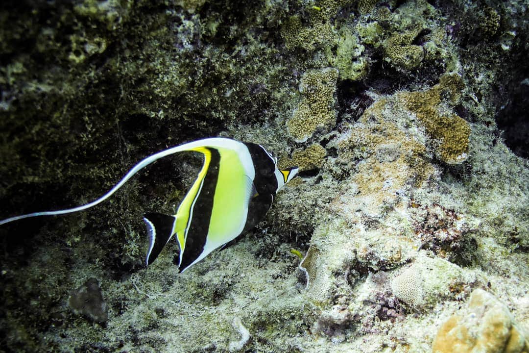 And Youさんのインスタグラム写真 - (And YouInstagram)「The Moorish idol, is a common inhabitant of tropical to subtropical reefs and lagoons.  Its diet consists of small plant like algae that lives on the reef and rocks in the ocean. ​. ​. ​. ​. ​. ​. ​. ​. ​. ​. ​. ​. ​. ​. ​. ​. ​#reef #ecofriendly #angelsofthesea #experiencehawaii #travel #lifeofadventure」1月30日 10時26分 - dolphinsandyou