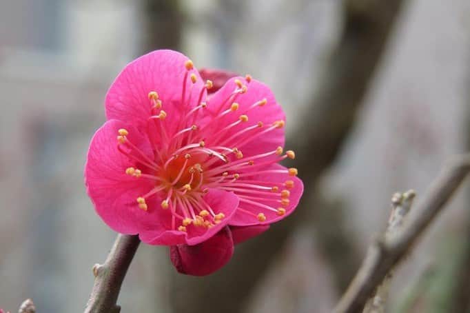 のインスタグラム：「Campus Seasonal Photos January ② 丹木の歳時記　睦月② ⑴ 梅(ウメ・Ume) ⑵ 蝋梅(ロウバイ・Roubai) ⑶ 山茶花❶(サザンカ・Sazanka) ⑷ 山茶花❷ ⑸ 椿❶(ツバキ・Tsubaki) ⑹ 椿❷ ⑺ 水仙(スイセン・Suisen) ⑻ 万両(マンリョウ・Manryou) ⑼ 南天(ナンテン・Nanten) ⑽ 黒鉄黐(クロガネモチ・Kuroganemochi) #discoversoka #sodaigram #sokauniversity #hachioji #tokyo #japan #campus #university #nature #fourseasons #environment #創価大学 #八王子 #東京 #キャンパス #大学 #自然 #四季 #1月 #睦月 #環境」