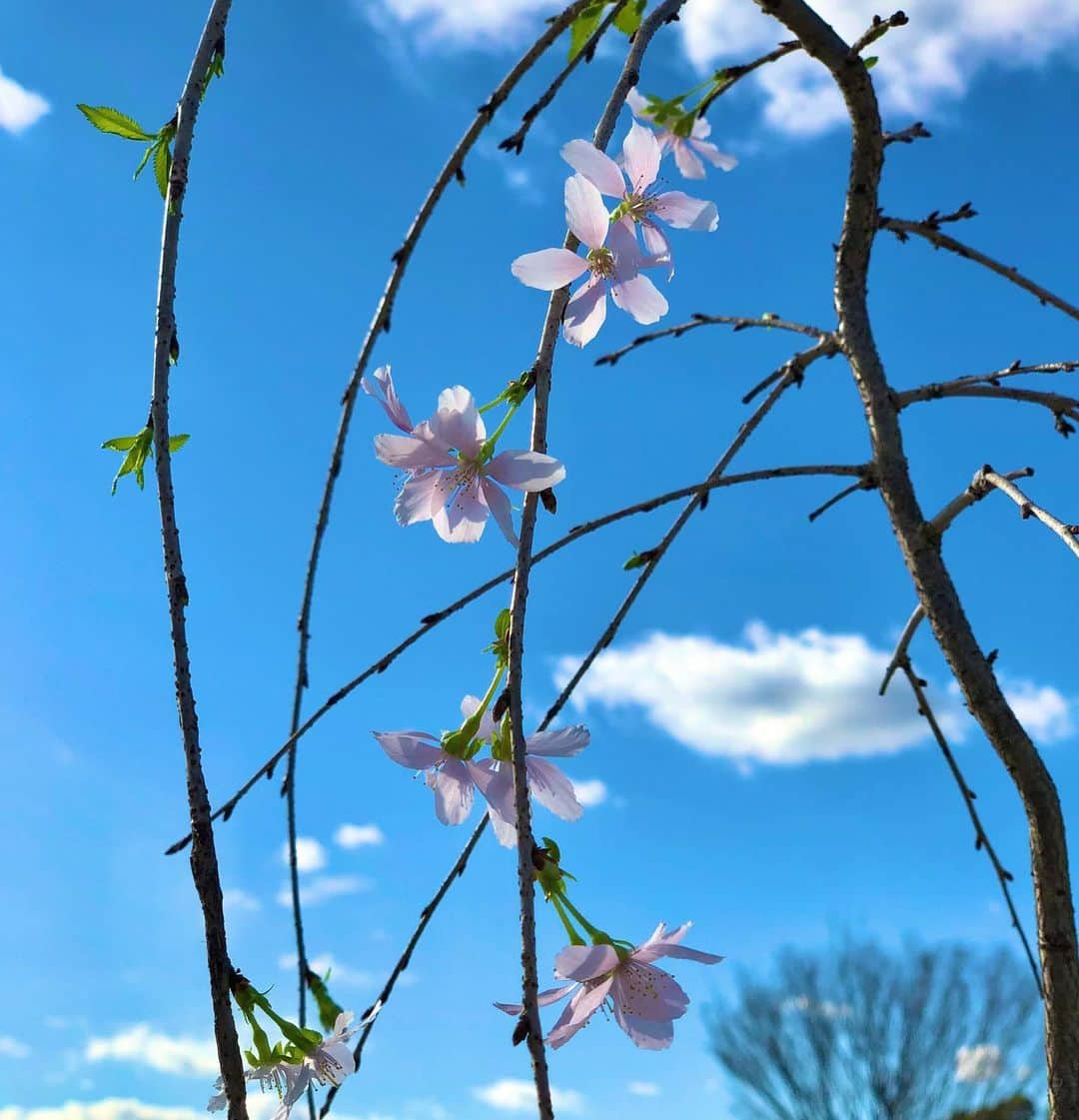 井口資仁さんのインスタグラム写真 - (井口資仁Instagram)「桜が🌸咲いた  自宅の室内で桜が綺麗に咲きました。 昨日のポカポカ天気の影響か… 癒されています🌸  #井口資仁#千葉ロッテマリーンズ  #桜」1月30日 10時29分 - iguchi.tadahito6