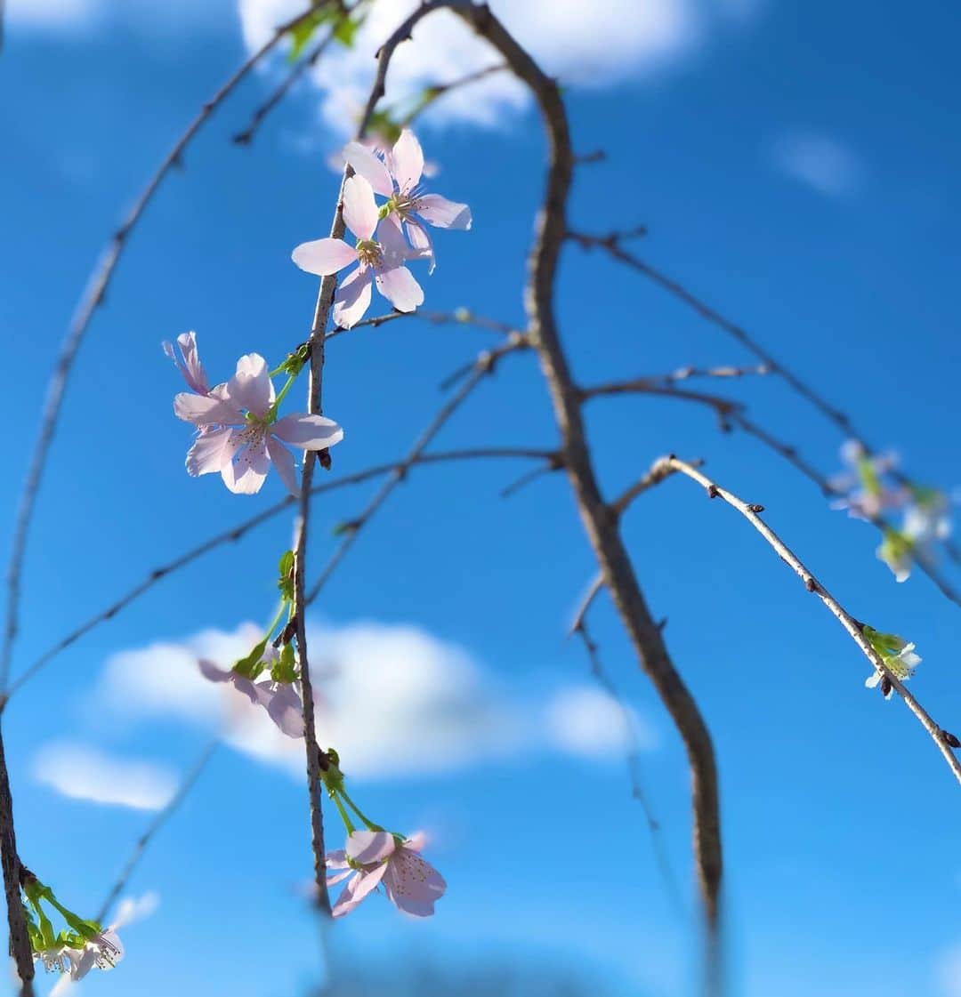 井口資仁さんのインスタグラム写真 - (井口資仁Instagram)「桜が🌸咲いた  自宅の室内で桜が綺麗に咲きました。 昨日のポカポカ天気の影響か… 癒されています🌸  #井口資仁#千葉ロッテマリーンズ  #桜」1月30日 10時29分 - iguchi.tadahito6