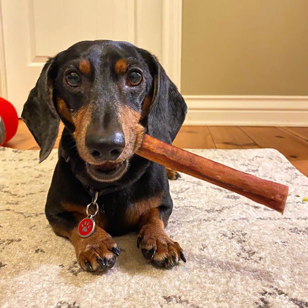 Crusoe the Celebrity Dachshundさんのインスタグラム写真 - (Crusoe the Celebrity DachshundInstagram)「“Oakley is a distinguished man of fine tastes, and thus enjoys a good pizzle stick on an occasional occasion 🧐.” ~ Crusoe」1月30日 10時32分 - crusoe_dachshund