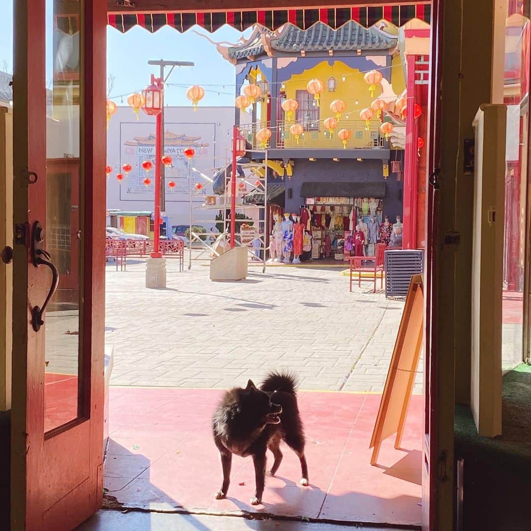 フリーディアのインスタグラム：「Little Vincent wasn’t much of a watch dog. More of a greeting dog🐕 ✨ #chinatown #dog #shopdog #vincentcoco #mydog ヴィンセントはショップのワンちゃんだった。みんなにちゃんと挨拶してて良い子💕　#ワンチャン　#わんこのいる生活」