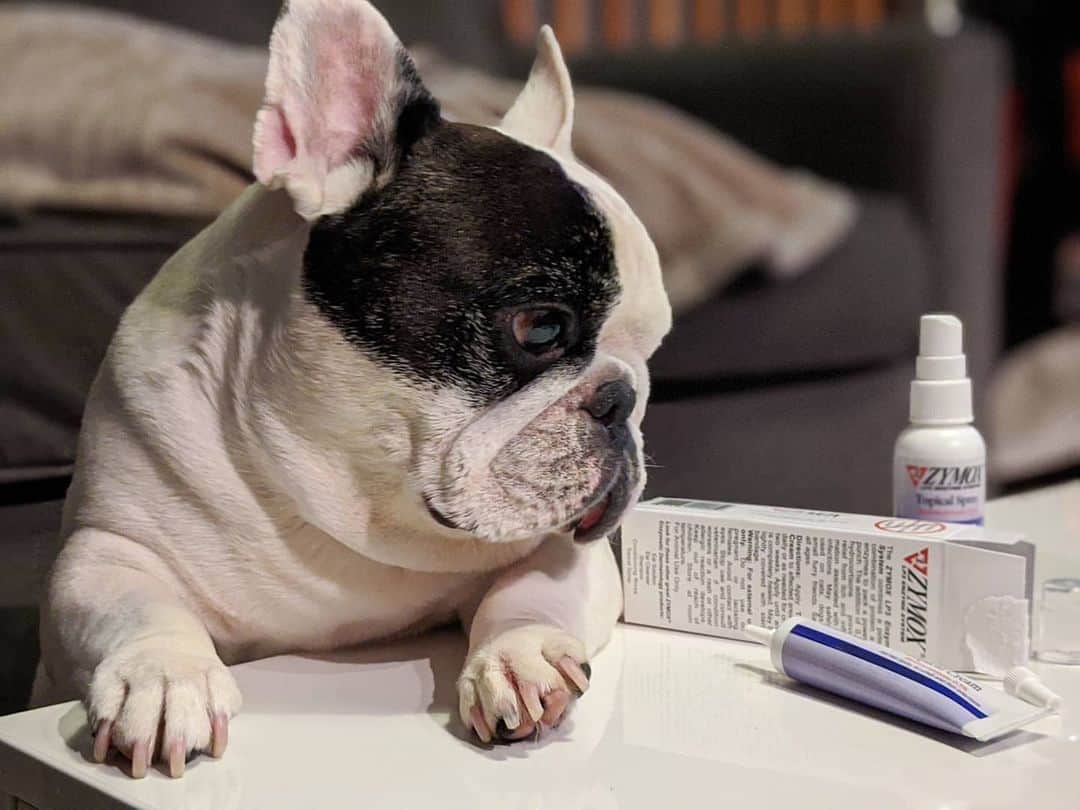 Manny The Frenchieのインスタグラム：「Kept licking my left paw and found a new hot spot trying to wreck the rest of my week!🙄 Nipping this in the bud right now!!」