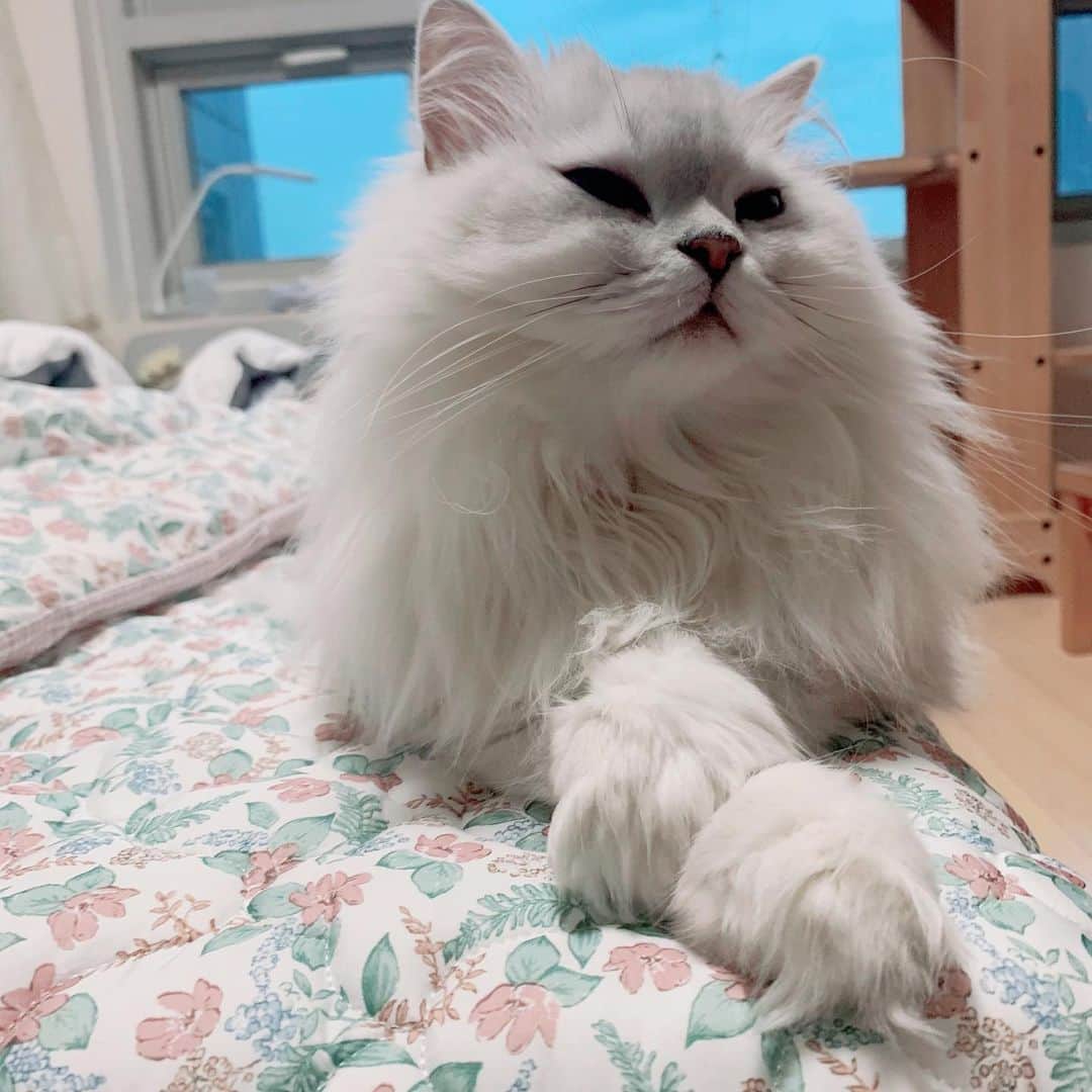 후추네큰언니のインスタグラム：「항상 간식줄 때 사진을 많이 찍었었는데 요샌 간식을 안주니까 😭 짠하구.. 사진 영상도 많이 못 찍어주고 😭 . . . . . .  #후추  #고양이  #냥스타그램 #캣스타그램  #Hoochu #Hoochuthecat #cat #cats #catstagram #catsofinstagram #topcatphoto #bestmeow #ilovecat #cute #fluffy #petstagram #instacats」