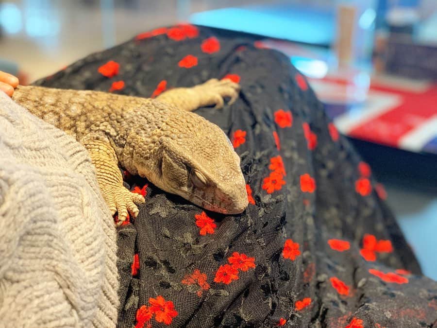 yuco_yoshidaのグルメインスタ