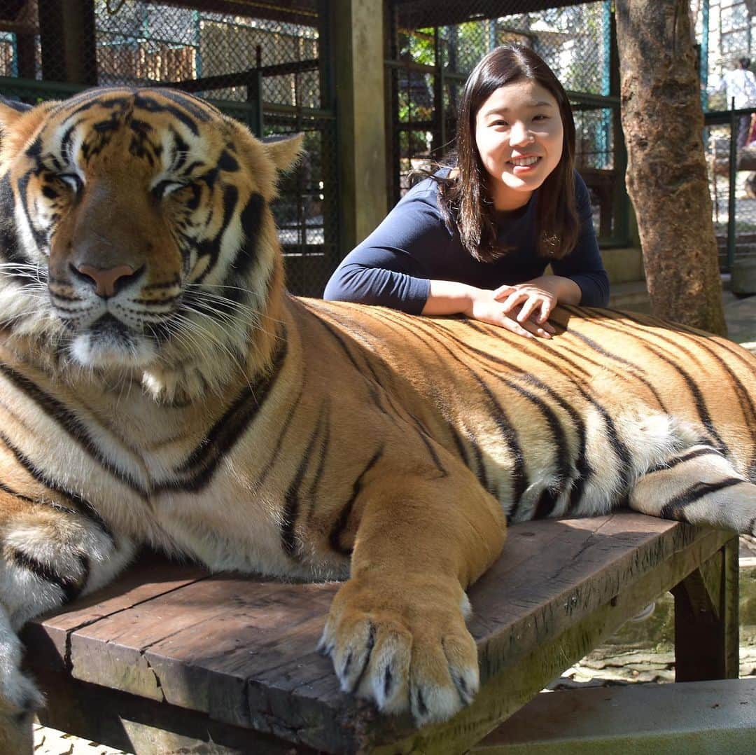 佐伯珠音さんのインスタグラム写真 - (佐伯珠音Instagram)「Tiger🐅 #Chiengmai #TigerKingdom」1月30日 17時37分 - akane___saeki