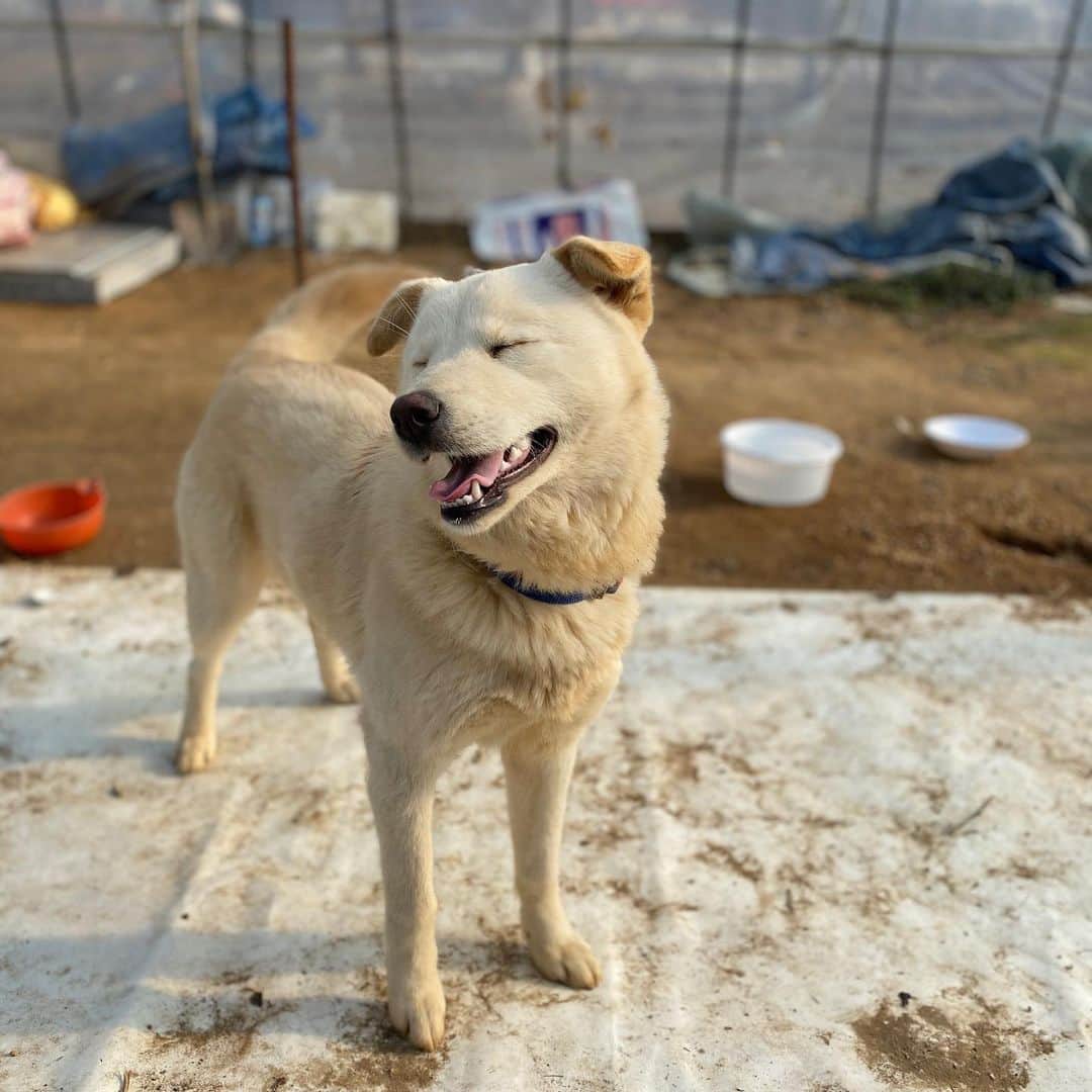 ウォン・ジナのインスタグラム：「🐕」