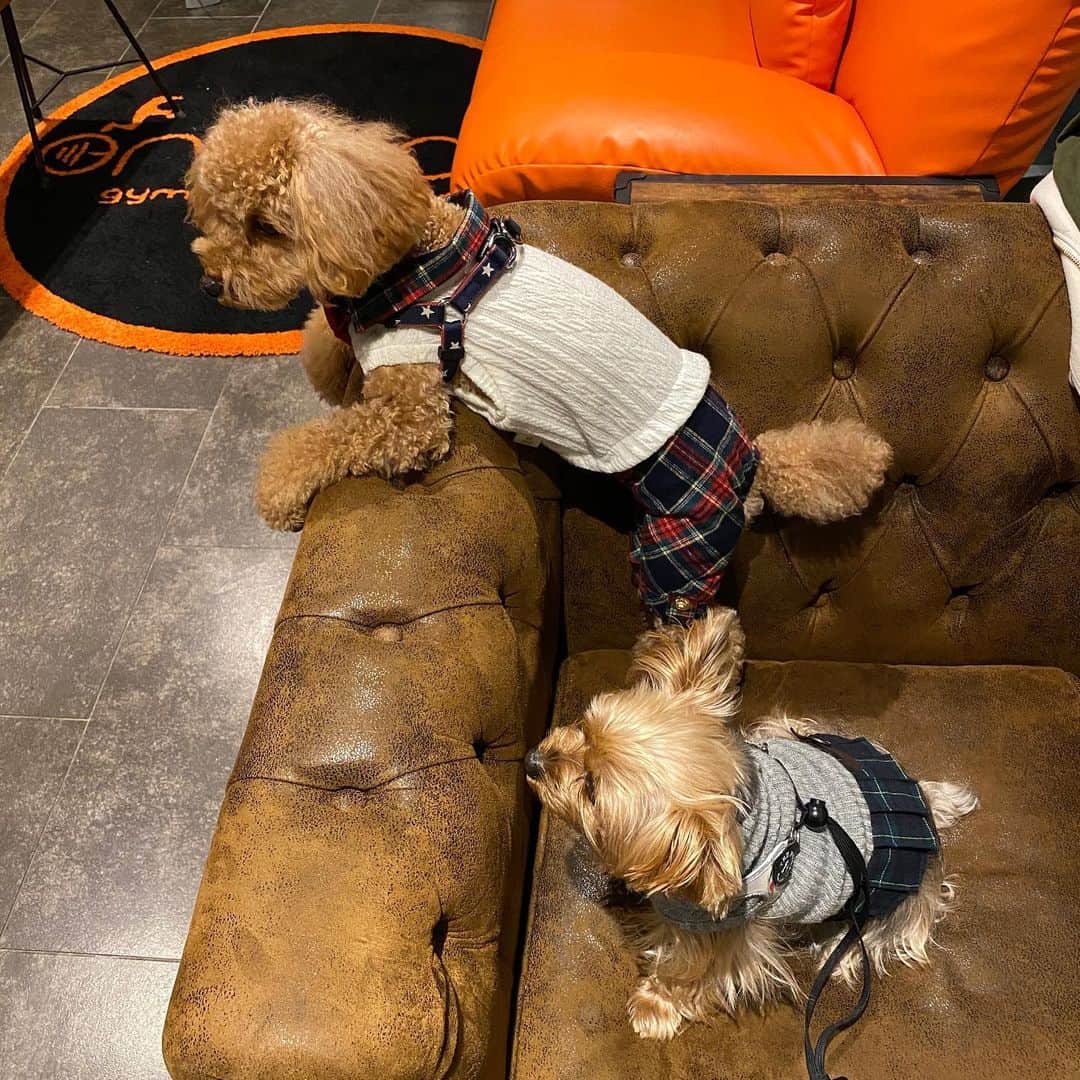 Rubyさんのインスタグラム写真 - (RubyInstagram)「タータンチェックでモモちゃん @momo_11_15 とリンクコーデ。  合唱団みたいだねって言われたよ。ワンワンワーン🐶  #yorkie #yorkshireterrier  #ヨーキー #ヨークシャテリア」1月30日 12時35分 - ruby_the_yorkie