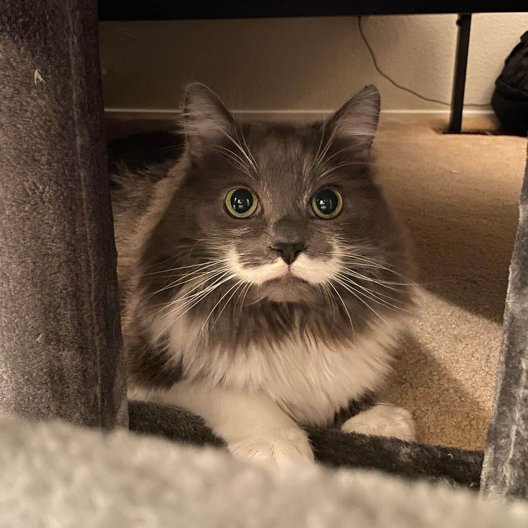 のインスタグラム：「Ham has a new fort...and he loves it... #mustachecat」