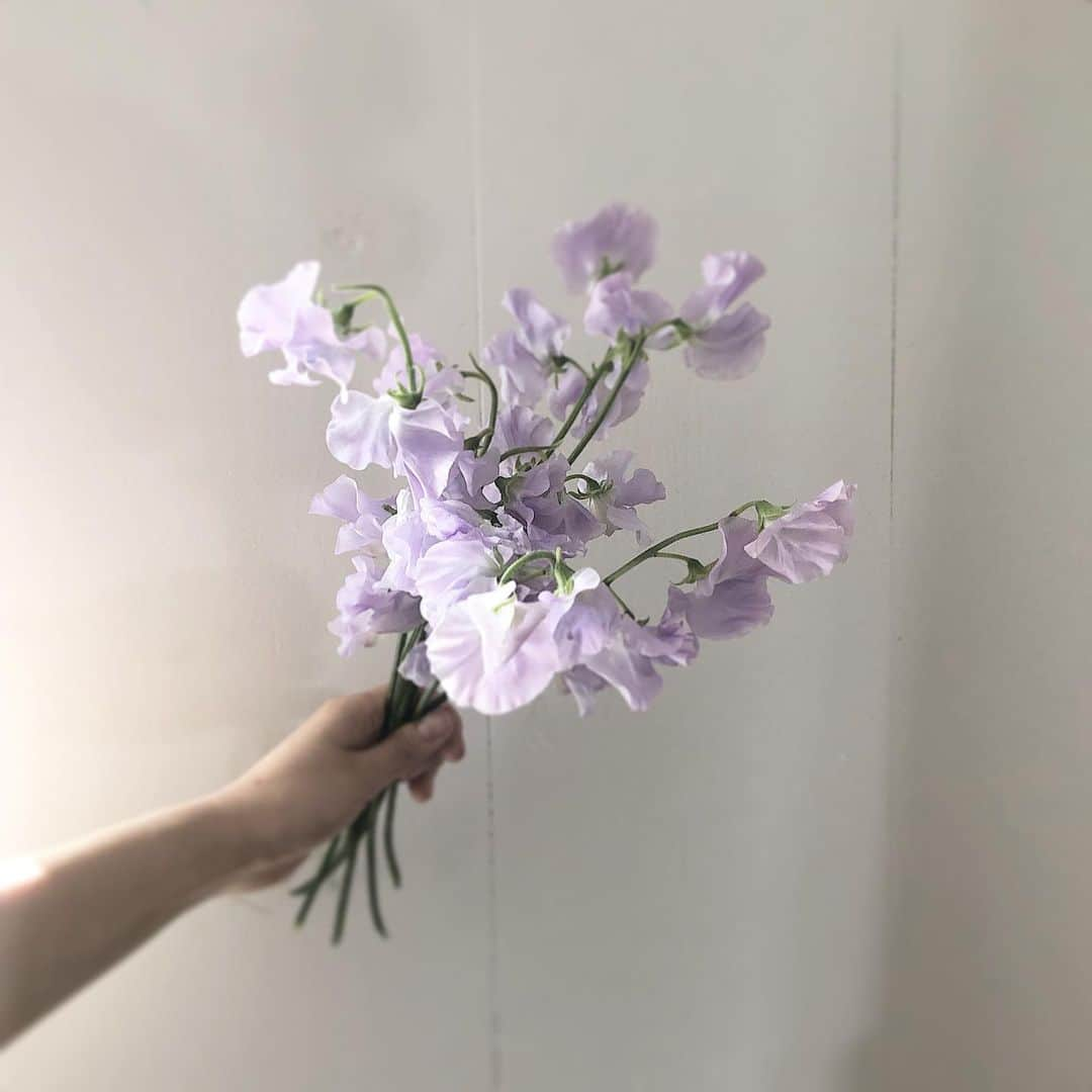 플로리스트 이주연 florist Lee Ju Yeonさんのインスタグラム写真 - (플로리스트 이주연 florist Lee Ju YeonInstagram)「. . sweetpea . . 订花 WeChat ID vaness_flower 클래스상시모집 당일꽃주문가능 #수업문의 #주문예약 #lesson #Order  Katalk ID vaness52 WeChat ID vaness_flower E-mail vanessflower@naver.com . 강남구 역삼동608-16 📞02-545-6813 . #vanessflower #florist #flowershop #handtied #flowerlesson #花束 #花束包装 #바네스플라워 #플로리스트 #꽃다발 #웨딩부케 #역삼역꽃집 #언주역꽃집 #플라워레슨 #꽃다발주문 #꽃수업 #기업출강 #꽃주문  #대관 #공간대여 #공간쉐어 #강남대관 #세미나대관 #브라이덜파티」1月30日 13時04分 - vanessflower