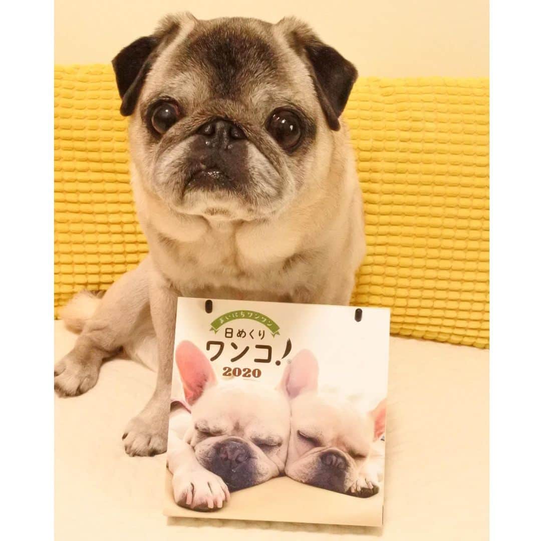 八兵衛のインスタグラム：「🐶日めくりわんこ！に参加しませんか？🐶 日めくりわんこ！は 全国の愛犬家のみなさまから 一般公募でわんこの写真を集めた みんなでつくる日めくり式カレンダーです📆  現在、 2021年版のカレンダーの写真を大募集中❗️ (2019年11月18日(月)から2020年4月6日(月)まで)  八兵衛も2021年度版に応募してみました😆 みなさんもどうぞ 応募してみてください(*´꒳`*) 詳しくは 下記サイトからチェックしてね😊  http://bit.ly/animaLabo_di  ストーリーズからですと タップでサイトにいけます😉  どうぞよろしくお願いします☺️ @animalabo_official #PR #日めくりワンコ * * *  #ほぼ黒パグ #おじいちゃん犬 #pug #puggy #puglife #puglove #petstagram #pugstagram #pugsofinstagram #pugs #dog #ふわもこ部  #east_dog_japan #pecoイヌ部 #八兵衛 #はちべえ #朝ワンコ夕ニャンコ」