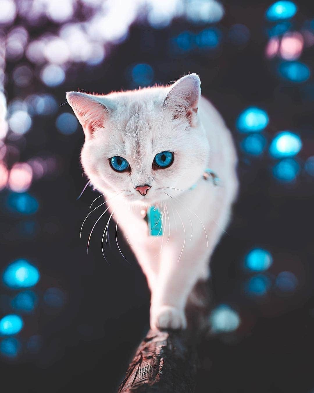 Cute baby animal videos picsさんのインスタグラム写真 - (Cute baby animal videos picsInstagram)「Meow :) By: @lyo.thecat - - - #travel #traveling #cat #cats #catsofinstagram #animallover #animalrescue #animals #kedi #travelsmood #mood #eye #gatto #kediler #hayvansever #italy #catstagram #cats_of_world #cats_of_instagram」1月30日 14時22分 - cutie.animals.page