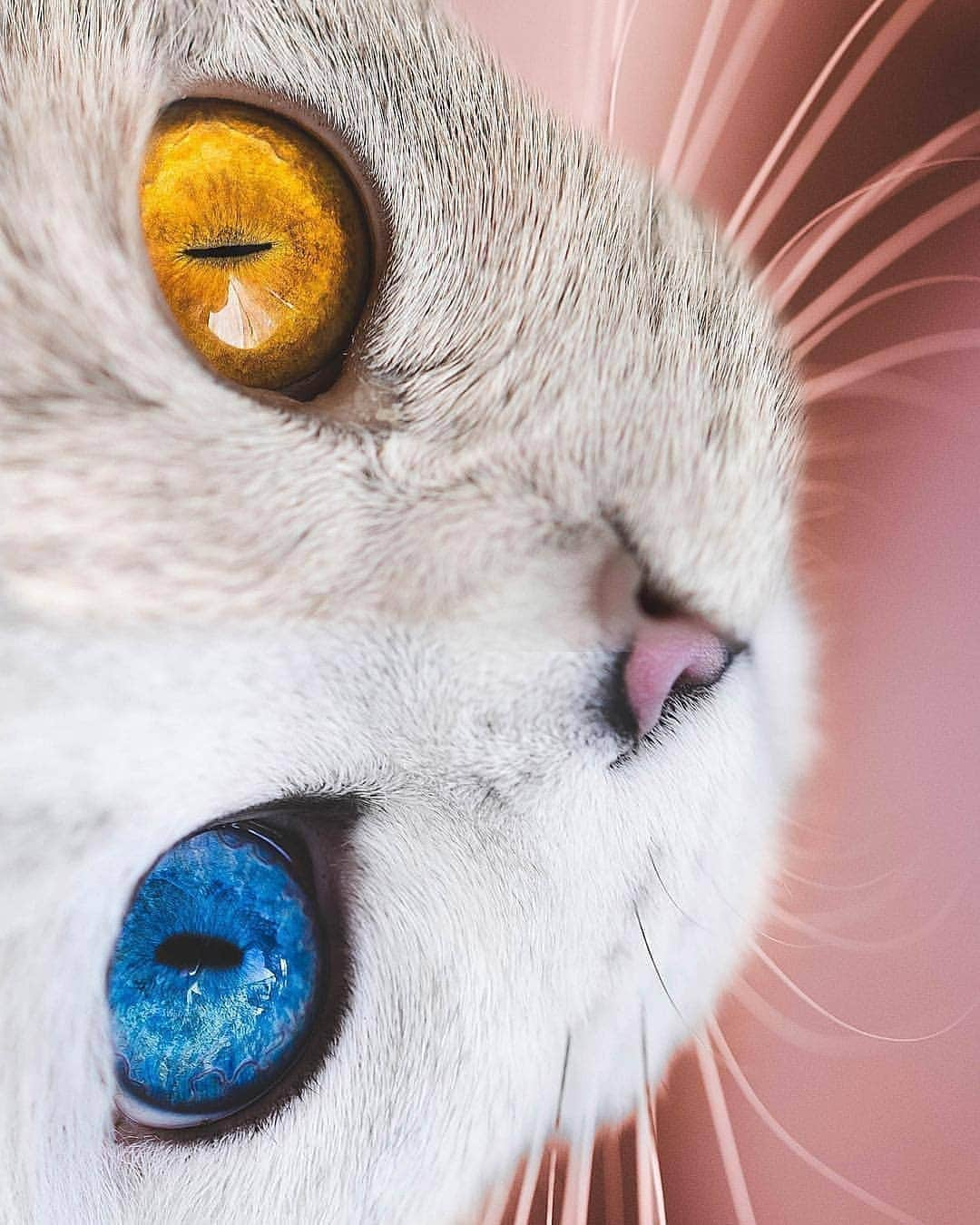 Cute baby animal videos picsさんのインスタグラム写真 - (Cute baby animal videos picsInstagram)「Meow :) By: @lyo.thecat - - - #travel #traveling #cat #cats #catsofinstagram #animallover #animalrescue #animals #kedi #travelsmood #mood #eye #gatto #kediler #hayvansever #italy #catstagram #cats_of_world #cats_of_instagram」1月30日 14時22分 - cutie.animals.page