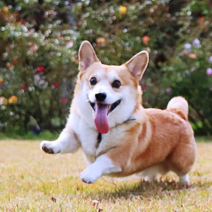 9GAGさんのインスタグラム写真 - (9GAGInstagram)「Hopping my way downtown 📸 @genthecorgi - #corgi #9gag」1月30日 14時28分 - 9gag