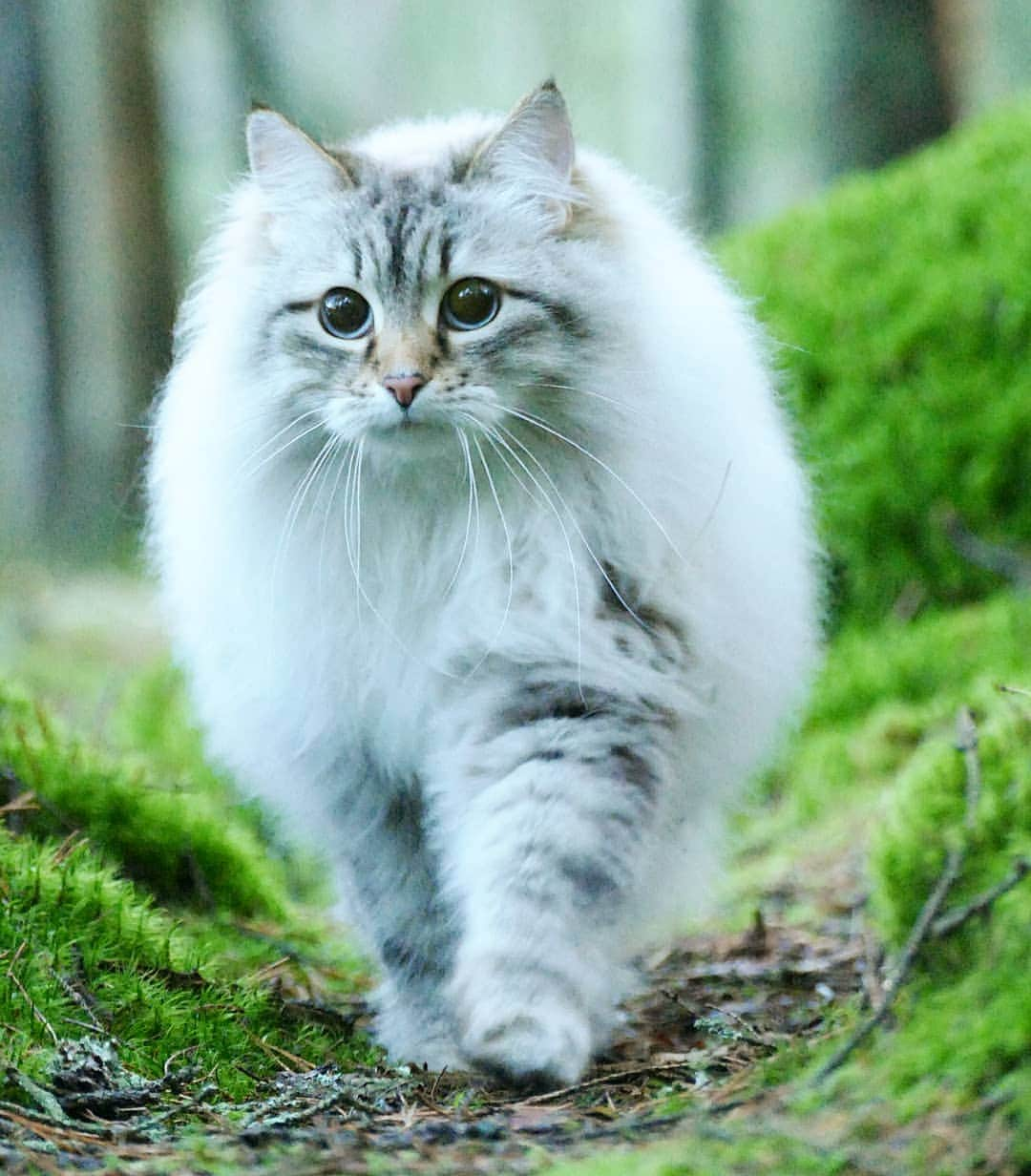 Floraのインスタグラム：「Whoaaaaaa look at all the climbing pawsibilities! 😻#cat#igcutest_animals #cat_features #cutepetclub #fluffypack #katt #bestmeow  #weeklyfluff #meow #AnimalAddicts #kittycat #cat #cats #kitten #kittens #kawaii #instacat #calico #neko #winter #snow #2019 #sibiriskkatt #siberiancat」