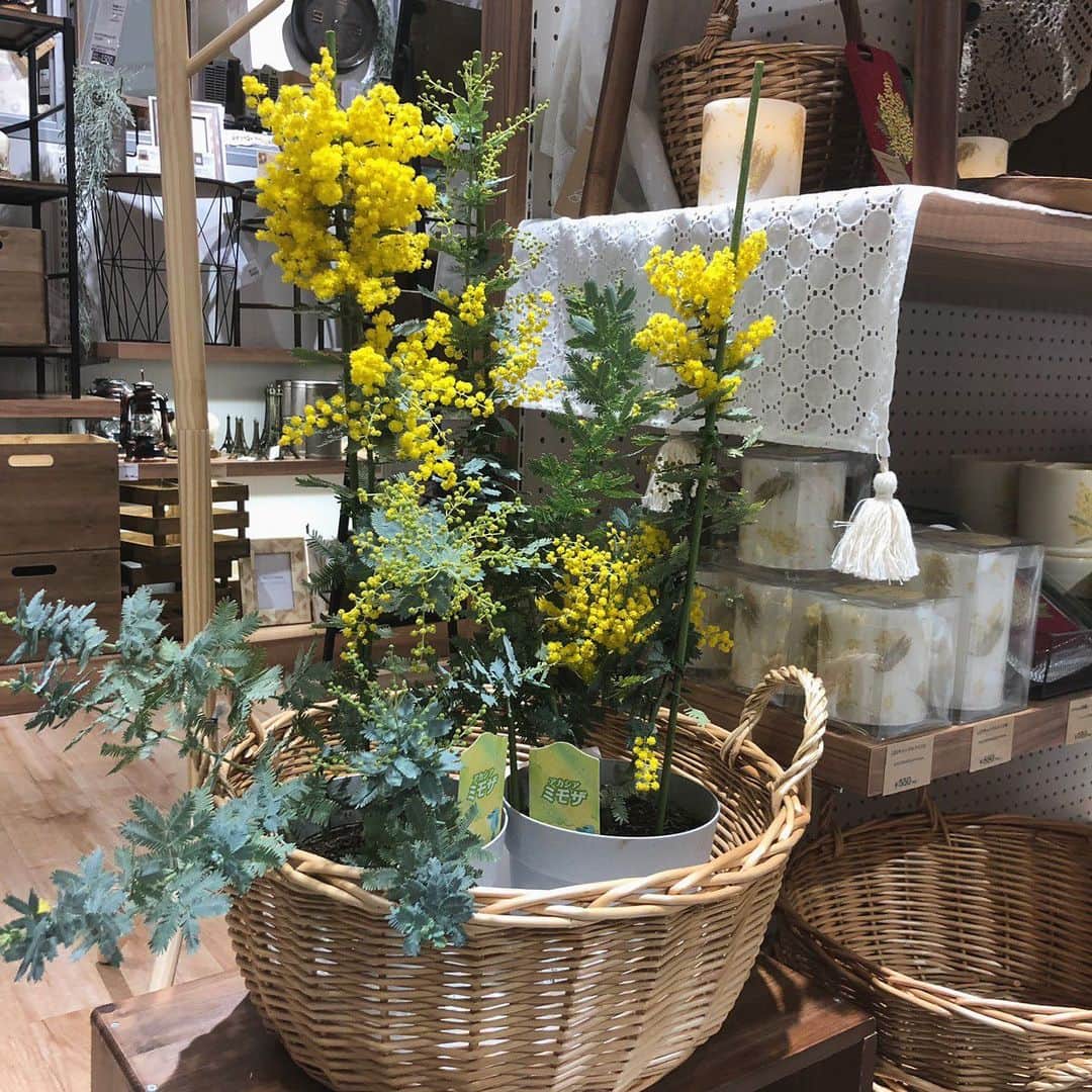 salut!さんのインスタグラム写真 - (salut!Instagram)「﻿ ﻿ 𓇬𓇬 店舗限定商品 𓇬𓇬﻿ ﻿ ﻿ ﻿店舗限定商品のミモザ❃﻿ ﻿ 黄色い小さなお花が可愛いですよね！﻿ ﻿ 今から育てて開花を楽しんで頂けます。﻿ 開花して散ってしまってもまた来年花が咲くので、それも楽しみのひとつですよねっ＊﻿ ﻿ ﻿ こちら限定商品となっておりますのでお早めに店舗までお越しくださいませ＊＊﻿ ﻿ ﻿ ﻿ ﻿ ・ミモザ ¥2200(taxin)﻿ ﻿ ﻿ ﻿ ﻿ ※店舗により在庫数が異なります。﻿ お気軽にお近くの店舗までお問い合わせくださいませ。﻿ ﻿ ﻿ ﻿ ﻿ #サリュ #salut #まいにちインテリア ﻿ #ミモザ #ミモザの日 #ミモザの花 #ミモザ大好き #ミモザイエロー #限定 #限定商品 #今だけ #育てる #植物 #植物のある暮らし #植物のある生活 #植物好きな人と繋がりたい #植物生活 #植物好き #植物女子 #植物男子  #プチプラ  #プチプラインテリア #プチプラ小物  #インテリア雑貨 #インテリア小物 #インテリア ﻿ #ナチュラルな暮らし #ナチュラルインテリア #ナチュラルコーデ #ナチュラル」1月30日 14時33分 - salut_shop