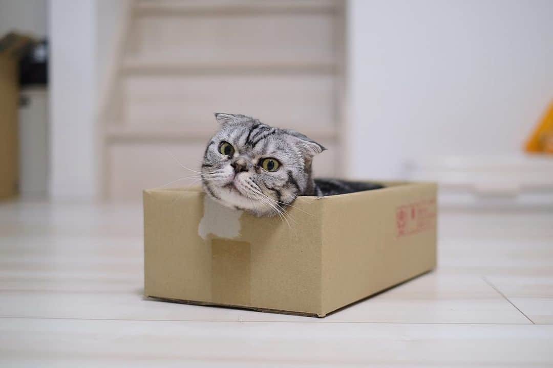 Shishi-maruのインスタグラム：「‪🐱弟と姉‬ 🐱 Shishi-maru and Kame-taro ーーーーーーーーーーーーー 🌺「渋ネコ ししまるさん」ねこのきもちWEB MAGAZINE にて毎週金曜日エッセイの連載中 ーーーーーーーーーーー 📕「ぷっちねこ。」「3匹のちいさな猫を召喚できたなら」「ちいさな猫を召喚できたなら」徳間書店より単行本発売中 ーーーーーーーーーーー ⭐︎ねこ漫画→@tacos_cat 🌺Twitter →@taco_emonemon ーーーーーーーーーーー」