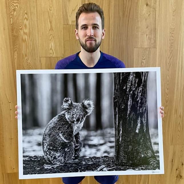 ハリー・ケインのインスタグラム：「This incredible photo tells the sad story of what’s happened in Australia recently. I’m backing @davidyarrow’s #koalacomeback campaign please help if you can. Link in bio.」