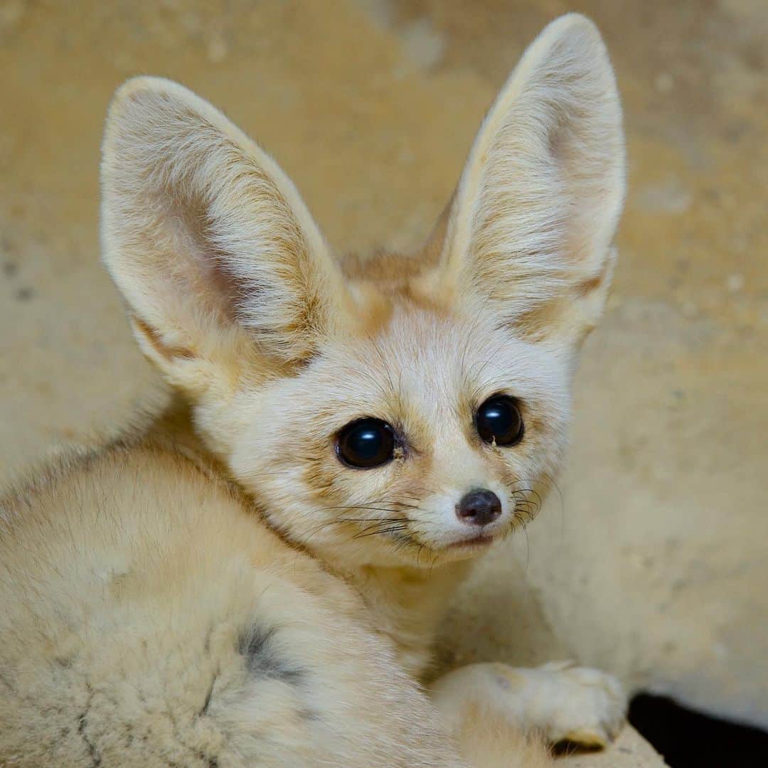 スミソニアン国立動物園さんのインスタグラム写真 - (スミソニアン国立動物園Instagram)「🦊👂 The fennec may be the world’s smallest fox, but it sports outlandishly large ears! It uses those big ears to listen for sounds of prey in the sand. 🐾 Adopt a cuddly plush fennec fox for your sweetie this #ValentinesDay! ADOPT A SPECIES: https://s.si.edu/2S5wEkX. (Link in bio.)」1月31日 1時32分 - smithsonianzoo