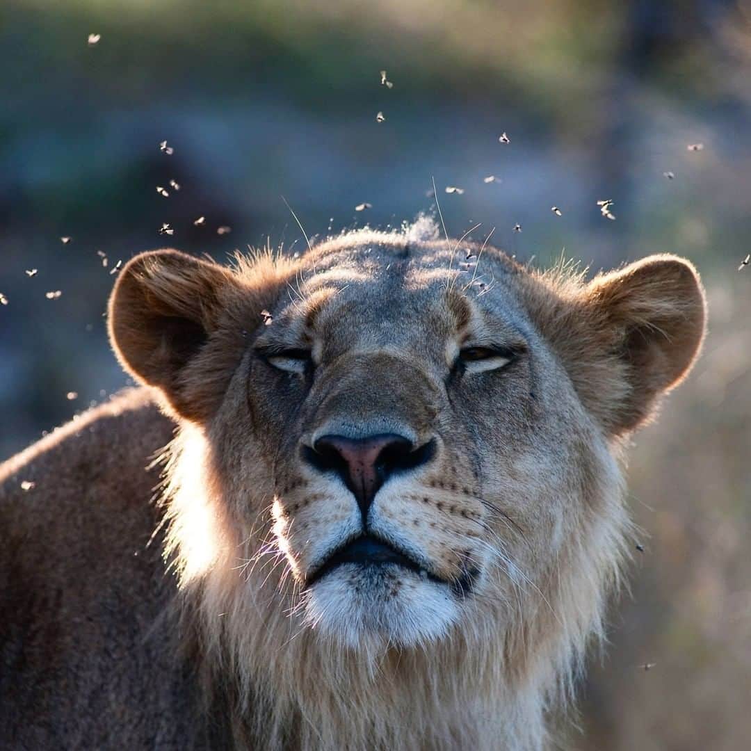National Geographic Travelさんのインスタグラム写真 - (National Geographic TravelInstagram)「Photo by Pete McBride @pedromcbride | Finding silence amidst the noise. I’m always amazed at those that can focus in the face of chaotic distraction—like this lioness that remarkably ignored the swarm around her as she basked in the Botswana sun. Here’s hoping you can find some peace and quiet in this new decade.  For more wildlife, follow @pedromcbride. #lion #Africa #Botswana #silence #petemcbride」1月31日 2時06分 - natgeotravel