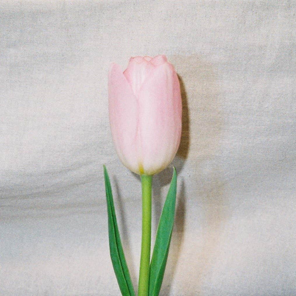 広瀬ちひろさんのインスタグラム写真 - (広瀬ちひろInstagram)「ピンクもかわいいよね。 ようぢくんがライブの日くれたチューリップの一部🌷 花瓶に入れておうちに置いてます✨ お花嬉しい、全部綺麗にしたくなる！ ありがとうございます！」1月30日 17時45分 - chi_hirose