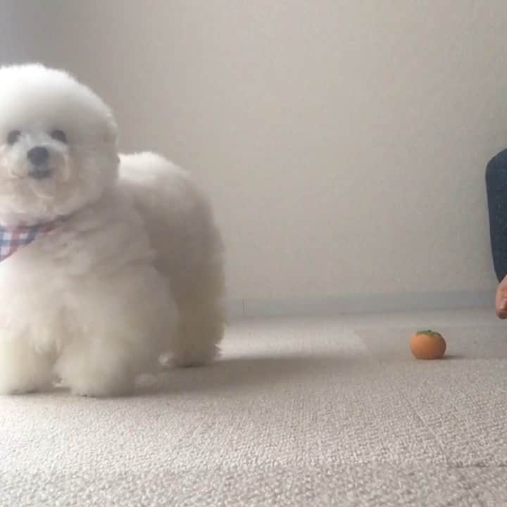 ゆうのインスタグラム：「. . 遊んでる途中に外から ワンコ🐶の鳴き声が聞こえてきて 耳👂を澄ますアーニーさん。 . What's that noise?👂 ....Please refrain from taking video.🐶🙅‍♀️📹 . そして、なぜか急にカメラを📹 撮るんじゃねー！と倒しにかかる😂 . . . . #プライベートなので #撮らないで下さい🐶 . . .」