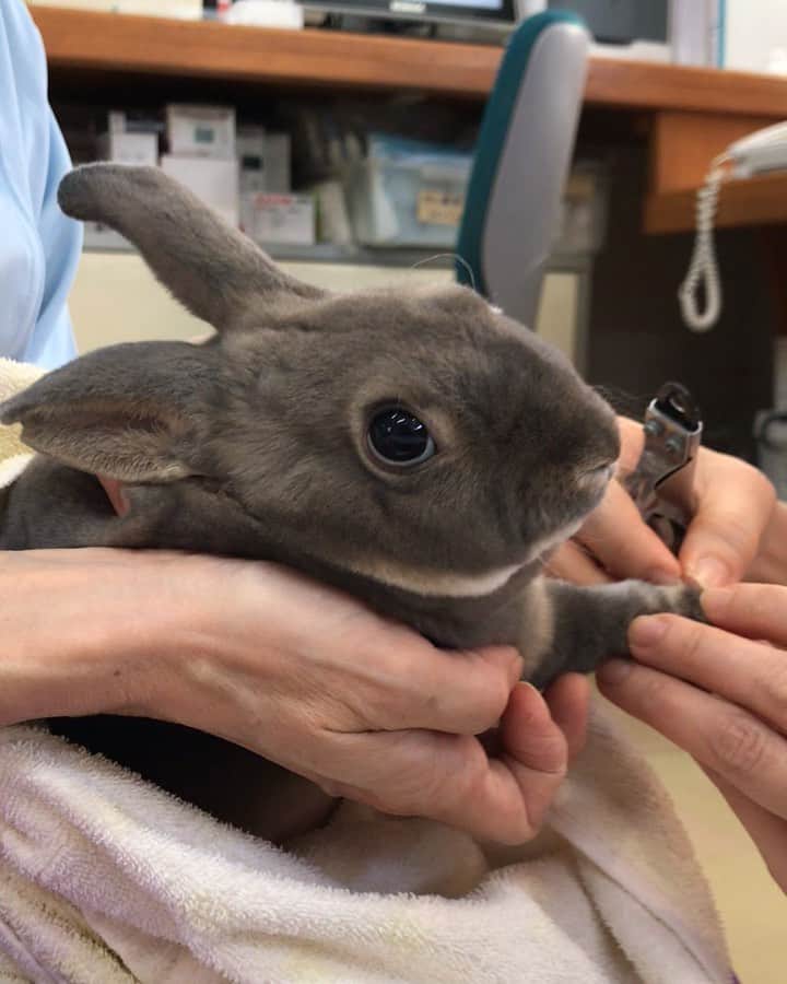 Kayoのインスタグラム：「せんせ。 ぼく、爪切り怖くないよ！ あっち向いてる間にやっちゃってね♡」