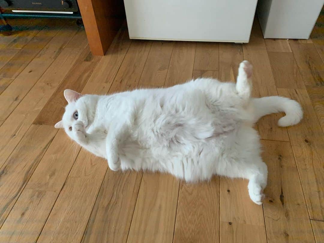 てふさんのインスタグラム写真 - (てふInstagram)「お腹に確実にいる… 脂肪が… #otefucat」1月30日 18時30分 - cat_chouchou