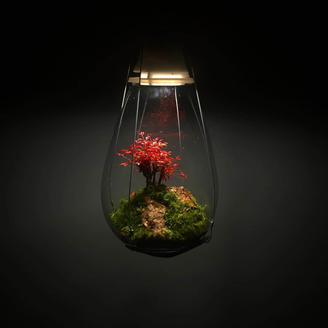 Mosslight-LEDさんのインスタグラム写真 - (Mosslight-LEDInstagram)「錦糸南天　Nandina domestica #mosslight#モスライト#苔#コケ#moss#terrarium #テラリウム#コケテラリウム#苔テラリウム#モスライトライフ #mossterrarium#mossarium#コケあかり#LED照明付テラリウム#パルダリウム#paludarium#mosslightled#indoorgreen」1月30日 18時53分 - mosslight1955