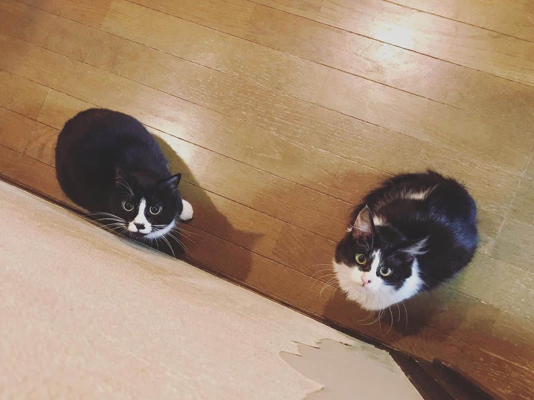 もじゃころのインスタグラム：「にんにの方が童顔なんだけど😂😂😂 鼻にんにく黒コロは4歳8ヶ月、坂東玉隠しシャシャ丸はまだ5ヶ月だよ🤣 大きさ…🤣🤣🤣まあ坂東は犬なんだけどさ…  にんにはあいかわらずぬいぐるみ☺️ #坂東玉隠しシャシャ丸  #鼻にんにく黒コロ」
