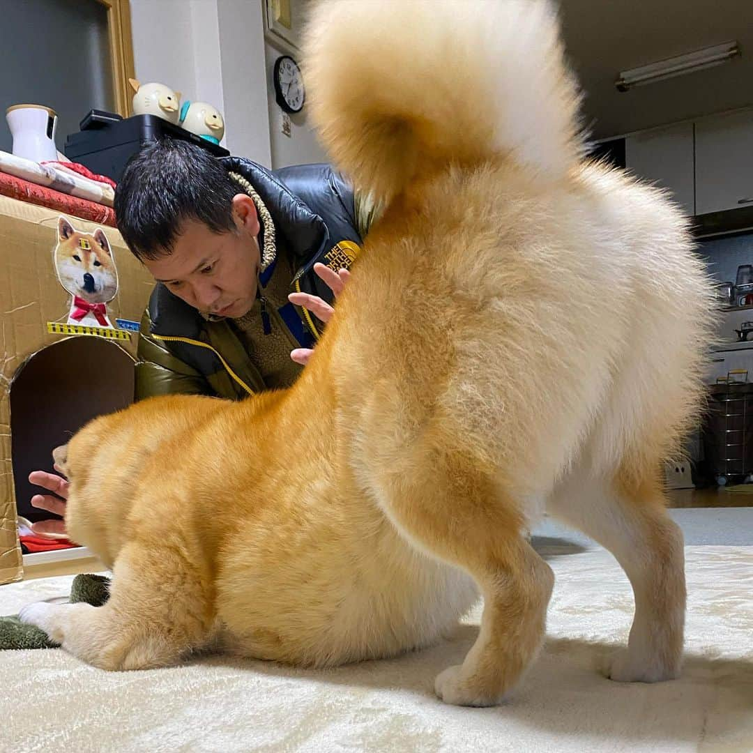 まる（まるたろう）さんのインスタグラム写真 - (まる（まるたろう）Instagram)「Daddy, Do not touch this.✨🐶🙅‍♂️✨パパ、ママのスリッパには触らないでね #ママのスリッパはまるが守る #パパが触ると汚れちゃうから☺️ #断固死守 #ししゅーーーー」1月30日 19時16分 - marutaro