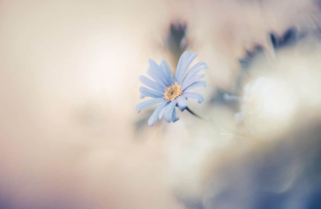 花の写真館のインスタグラム：「Photo by 原 みゆ.⠀ .⠀ Original Post[投稿頂いたURL]⠀ https://www.facebook.com/photo.php?fbid=1027115767681298⠀ .⠀ 本アカウントは、 #私の花の写真 をつけてInstagramに投稿された皆さまの花の写真や、「花の写真館」Facebookページで投稿された花の写真を紹介します。⠀ 「花の写真館」Facebookページは、「 @floral.photograph 」のプロフィールにあるURLからご覧ください。⠀ .⠀ #花の写真館 #floralphotograph #floralphoto #flower #flowers⠀ Follow: @floral.photograph」