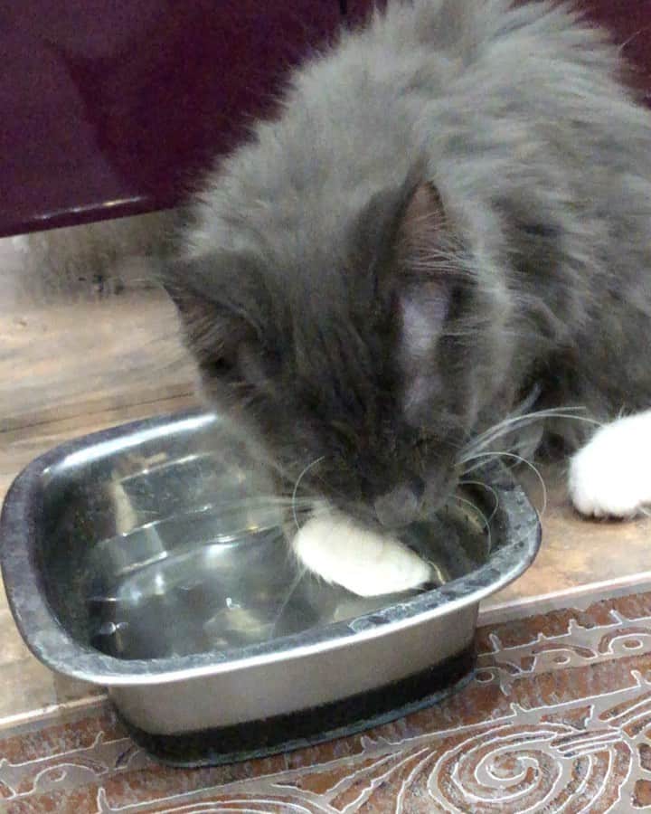 のインスタグラム：「Руки🐾 мой не только перед едой😸😻❤️」