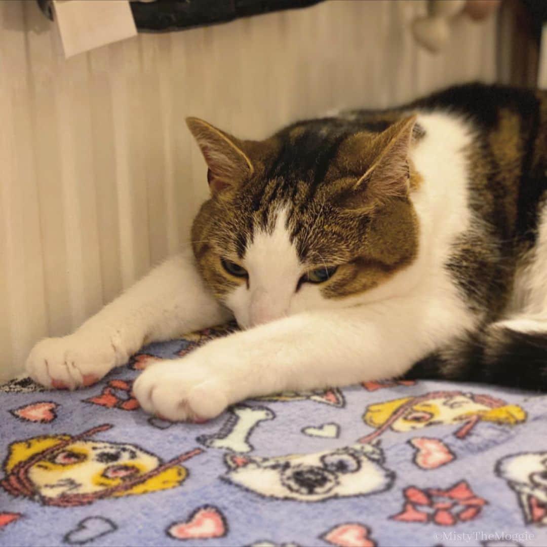 Misty The Moggieのインスタグラム：「Winter snoozes by the heating. Where’s your favourite nap spot??」