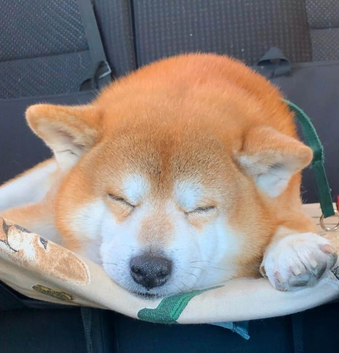 shibainu berryさんのインスタグラム写真 - (shibainu berryInstagram)「今日の帰りの🚙 1、2枚目→むくみは定位置で🤗 目ギューってしすぎ😂 3枚目→おやじは早くも昼寝に突入🐻💤 4枚目→帰宅しても降りてこないのが通常😅 #❤️迷子犬の掲示板スタッフ @maigo_dog  #❤️迷子犬の掲示板四国 @maigo_dog_shikoku #めざせ迷子犬ゼロ👌 #柴犬 #べりやん #べりむく #多頭飼い #berry #shiba #shibainu  #shibainumania #shibastagram #instashiba #ぷにっと部 #口角キュキュッと部  #チーム俺様 →部員絶賛募集中 #shiba_snap #proudshibas #west_dog_japan #サンデイ #instagramjapan #ふわもこ部 #pecoいぬ部 #pecotv #buzzfeedanimals #dogsofinstagram #dogsofinstaworld #dogs_of_instagram #9gag」1月30日 21時38分 - shibainu.berry