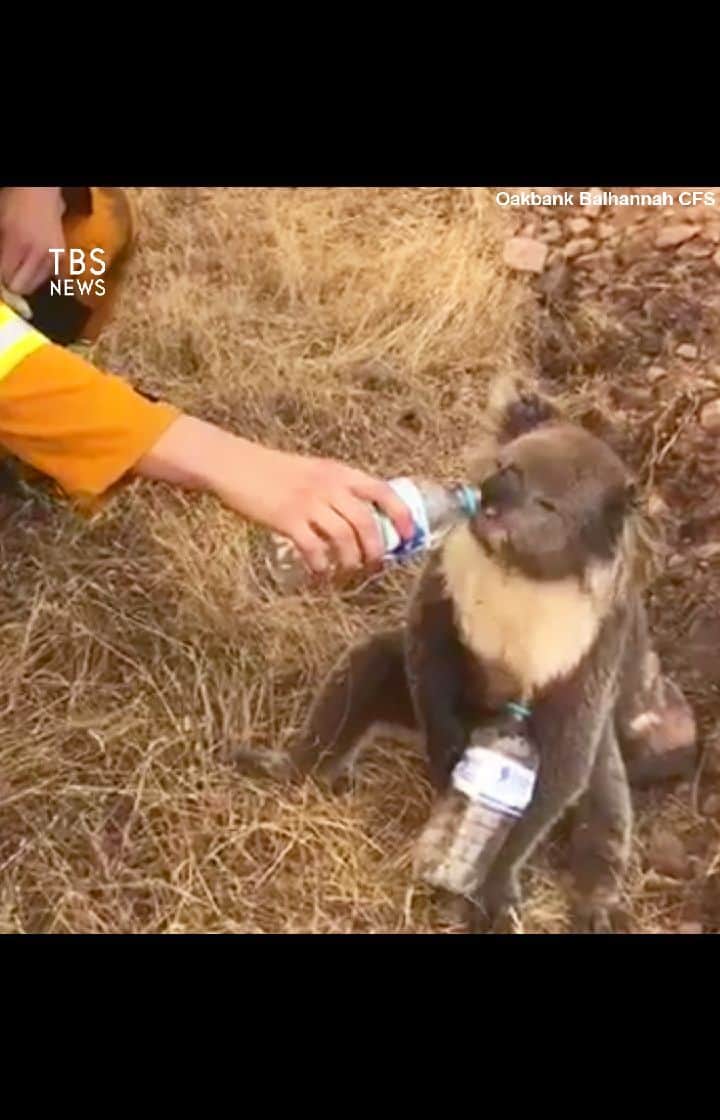 TBS NEWSのインスタグラム