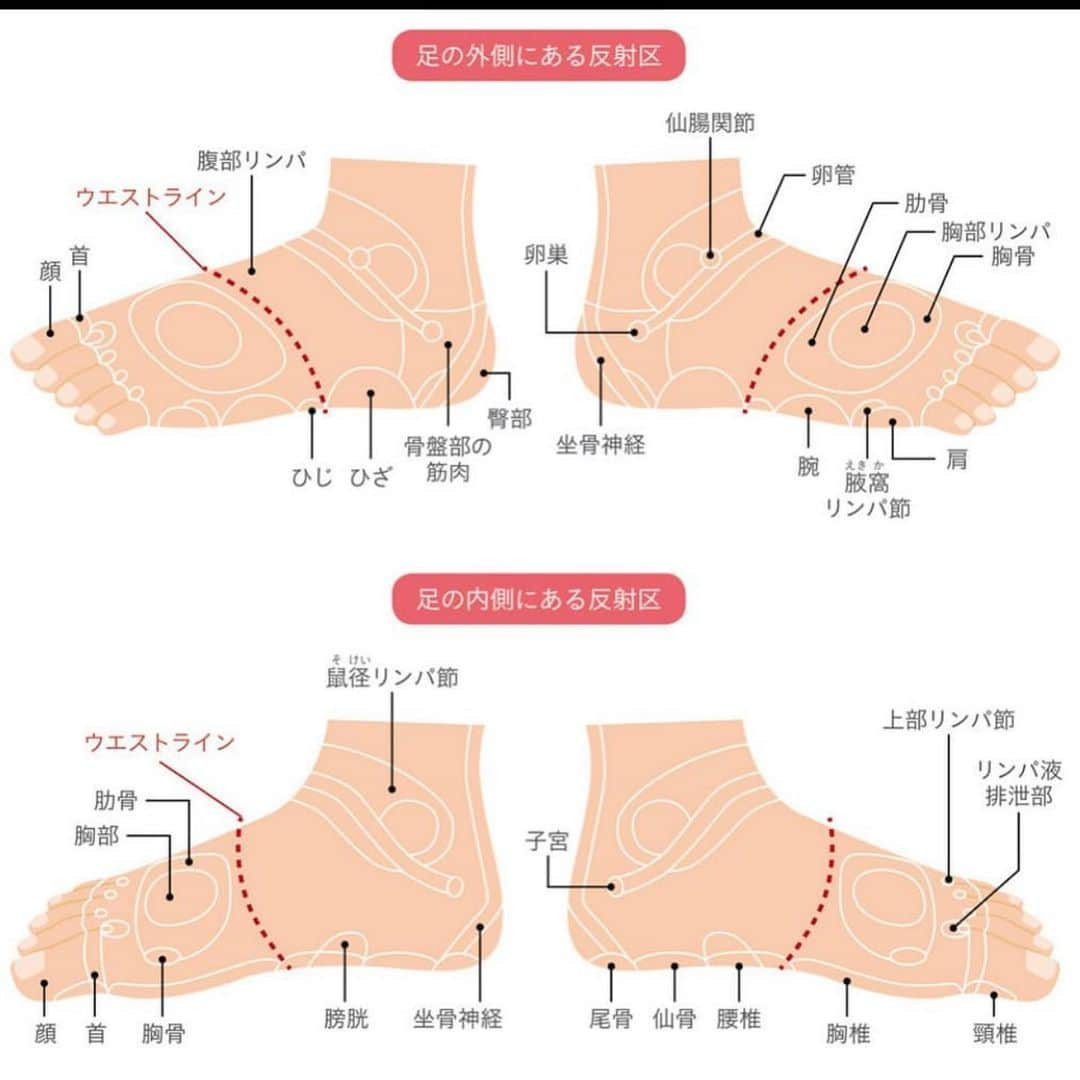 kogao283さんのインスタグラム写真 - (kogao283Instagram)「足の反射ポイントは無数にあり、 それらは針のような小さな点として 存在すると考えられています。  反射ポイントをさわったとき、 ゴロゴロとした感触があるのは 滞りがあるということ。  そこに適切な圧をかけてふれていくと、 その感触は分解されて消えていきます。 すると、足から同じ部位にも影響があらわれ、 結果的に体全体のバランスをとることにつながるのです。」1月30日 22時04分 - kogao283