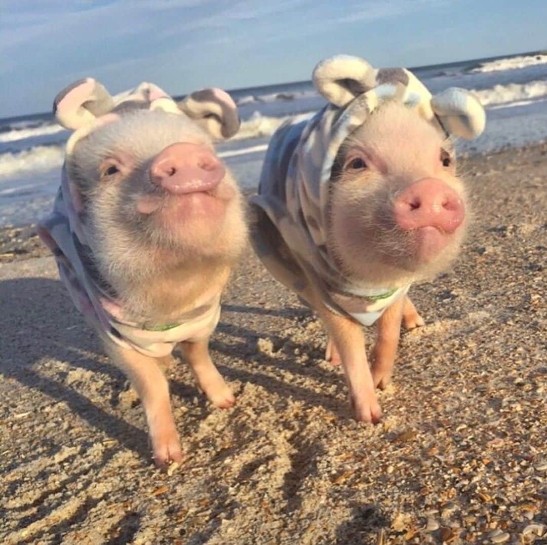 Priscilla and Poppletonさんのインスタグラム写真 - (Priscilla and PoppletonInstagram)「I was a little sad that I don’t get to be a snow bunny in Florida, so Silly Pop arranged for us to be beach bears!🐷🐻🏖I bet some of you would like to trade places with us about now!🐷☀️#floridawinter #bestbrotherever #pontevedra #tbt #PrissyandPop」1月30日 21時56分 - prissy_pig