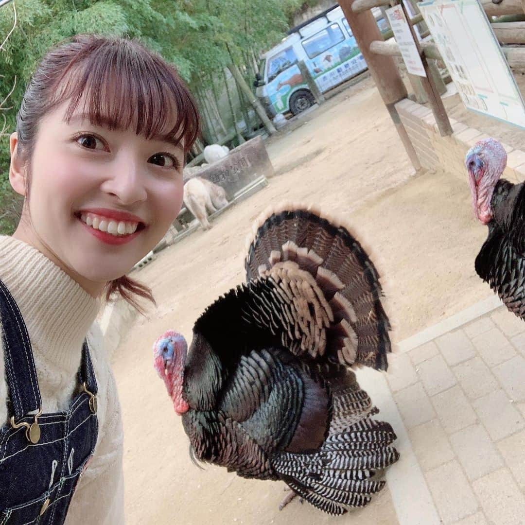 山下耀子さんのインスタグラム写真 - (山下耀子Instagram)「動物が大好きすぎて終始可愛いしか言ってなかったです … ああ … 可愛い … #RSK #３時のおやつ では #玉野市 にある #渋川動物公園 へ行ってきました！ ウサギ、アヒル、ウコッケイ、イヌ、ネコ、ウシ、ウマ、ヒツジ、ヤギ、キンカジュー、フェレット、、、 干支制覇しそうなくらい動物がたくさん！しかも個人経営なんですって！ おもちゃ王国の横にあるのでぜひ行ってみてください〜！ 私の夢を実現した場所でした…」1月30日 22時00分 - twinkleyesy