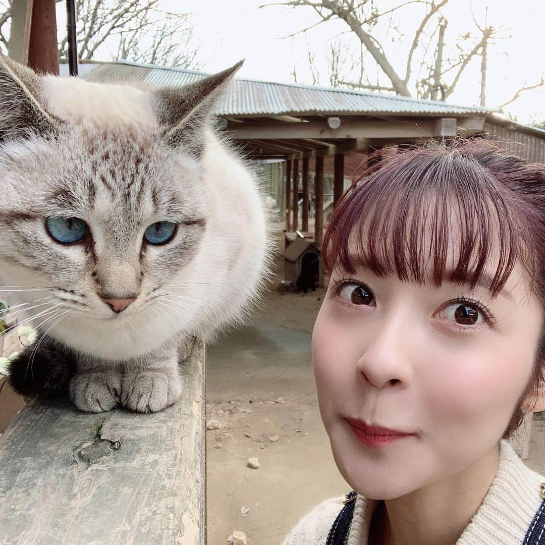 山下耀子さんのインスタグラム写真 - (山下耀子Instagram)「動物が大好きすぎて終始可愛いしか言ってなかったです … ああ … 可愛い … #RSK #３時のおやつ では #玉野市 にある #渋川動物公園 へ行ってきました！ ウサギ、アヒル、ウコッケイ、イヌ、ネコ、ウシ、ウマ、ヒツジ、ヤギ、キンカジュー、フェレット、、、 干支制覇しそうなくらい動物がたくさん！しかも個人経営なんですって！ おもちゃ王国の横にあるのでぜひ行ってみてください〜！ 私の夢を実現した場所でした…」1月30日 22時00分 - twinkleyesy