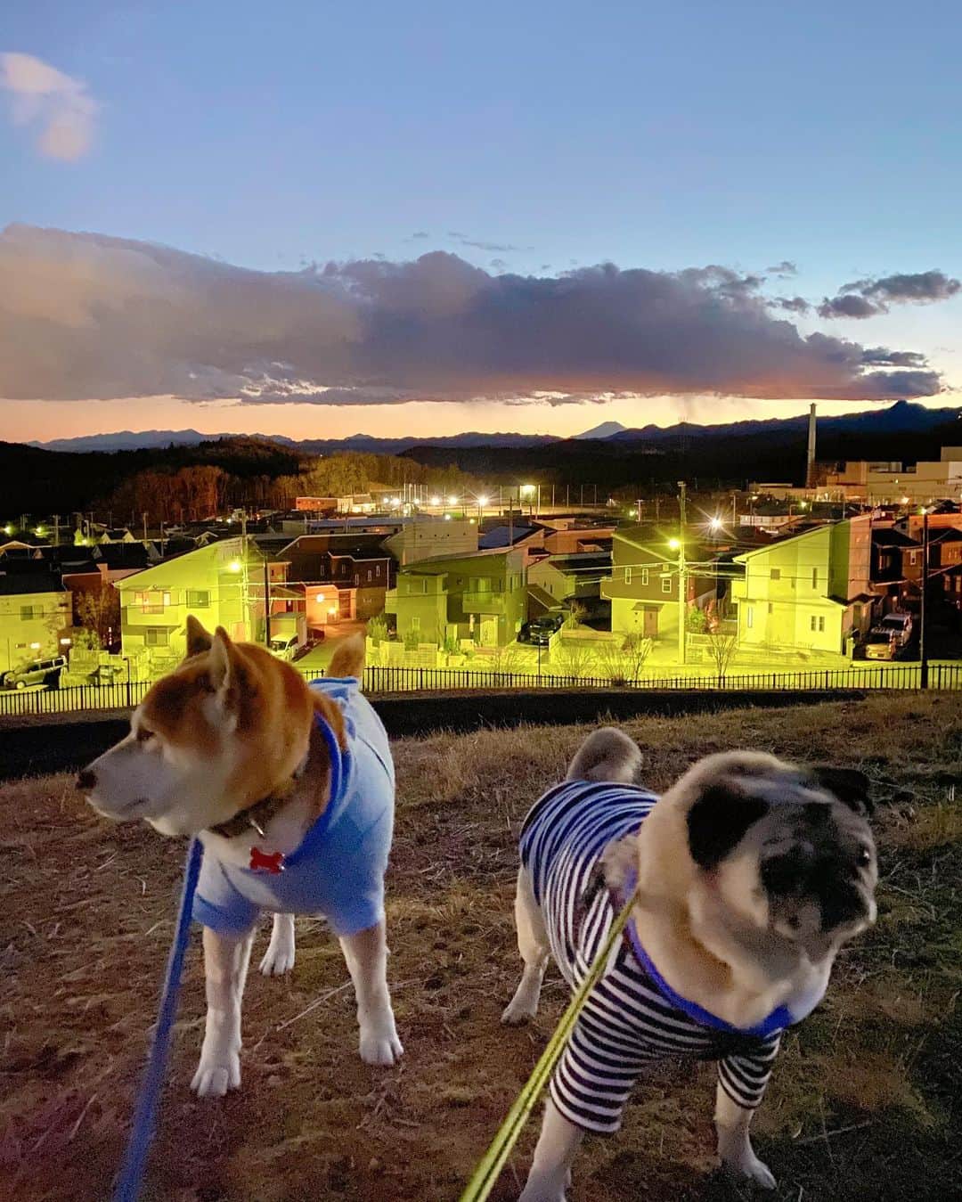 T&P Brothersさんのインスタグラム写真 - (T&P BrothersInstagram)「夕焼けがキレイでした✨ とは言っても展望台に登る前には沈んでしまって、空が明るく見えますがこの写真を撮った時にはすでに真っ暗でした😂 はるか遠くに富士山が見えます🗻 新しいiPhoneは夜でも明るく撮れてビックリです！  #shiba #pug #pugstagram #dog #柴 #柴犬 #パグ #tora #pom #トラ #ポム #柴パグ #시바 #퍼그 #泥料 #巴哥」1月30日 22時20分 - tora_pom_happylife