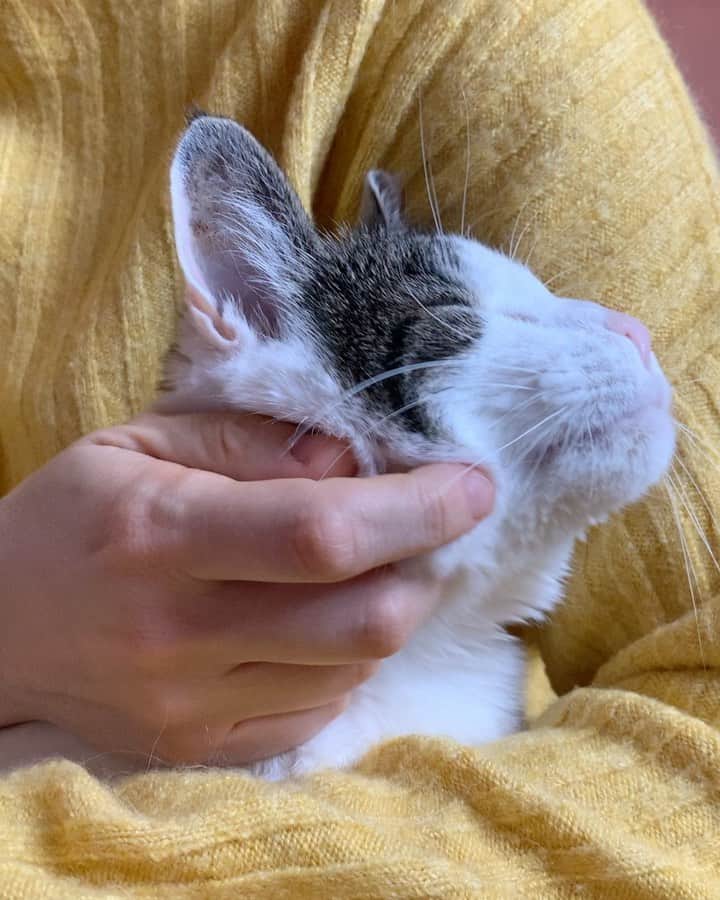 Grace Bonneyのインスタグラム：「It’s been a long month. Winky had knee surgery on January 6 and we found out a week ago that it didn’t work. Her knee re-luxated in the other direction so this week she had to go back in to redo the surgery and we’re feeling hopeful that this week they got it fixed 💯. It’s been a mix of emotions and a huge test of patience but I’m so grateful that we are all back home together and healing now. This week Turk really stepped it up and let me love on him extra extra because I was feeling so stressed. I don’t know what I would do without these fuzz buds - they are the greatest joys 💛 @turshen and I are so lucky to have them in our lives.」