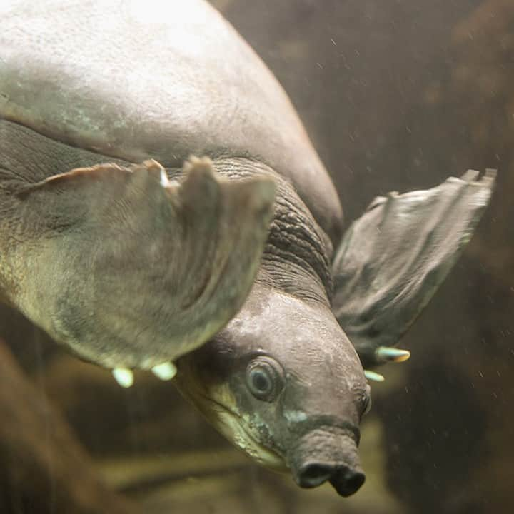 スミソニアン国立動物園さんのインスタグラム写真 - (スミソニアン国立動物園Instagram)「🐢 This turtle's so fly. 😎 Fly river turtles propel themselves through the water using power (strong forelegs) and precision (rudder-like hind legs and tail)—allowing them to deftly dash out of harm’s way. 💨🌊 Visit our fly river turtle at the Reptile Discovery Center, and check out keeper talks at 11 a.m. + 3 p.m. daily! 👋 ANIMAL ENCOUNTERS: http://s.si.edu/2h3CN1W.」1月30日 23時01分 - smithsonianzoo