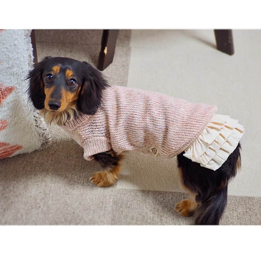 Sora Momoさんのインスタグラム写真 - (Sora MomoInstagram)「新しいお洋服が届いたよ🐶🐾🐶 ☺︎ 何これ可愛いすぎる〜🥰 ☺︎ デザインの可愛いさだけじゃなく ニット生地がふんわり心地よくて着せやすいお洋服です ☺︎ それにしてももものティアードスカート可愛いなぁ💕 そらもタートルネックのお洋服着せるとカッコよく見える✨ って今日も親バカテンション上がりまくりで早速お散歩に着せて行きました😆👍 ☺︎ @handmadesyushu さんいつも素敵なお洋服ありがとうございます💖 写真上手く撮れなくてすみません🙇‍♀️ ☺︎ #新しいお洋服#タートルニット#ふわふわで気持ちいい#ふりふりスカートでテンション上がる#タートルネックが大人っぽい#素敵なお洋服ありがとう  #ダックス#ミニチュアダックス #dachshund #miniaturedachshund」1月30日 23時39分 - teratera_sorapu_