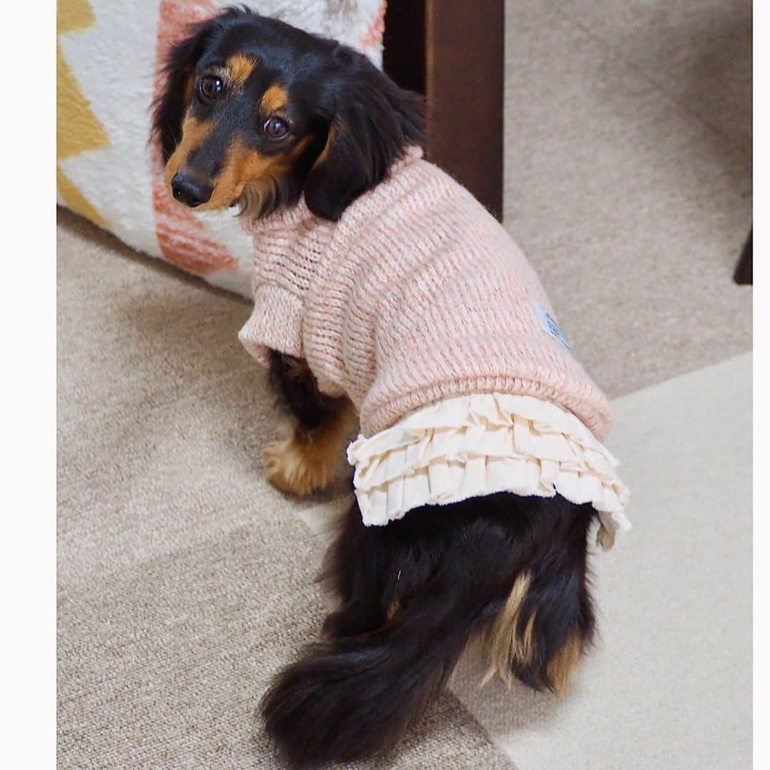 Sora Momoさんのインスタグラム写真 - (Sora MomoInstagram)「新しいお洋服が届いたよ🐶🐾🐶 ☺︎ 何これ可愛いすぎる〜🥰 ☺︎ デザインの可愛いさだけじゃなく ニット生地がふんわり心地よくて着せやすいお洋服です ☺︎ それにしてももものティアードスカート可愛いなぁ💕 そらもタートルネックのお洋服着せるとカッコよく見える✨ って今日も親バカテンション上がりまくりで早速お散歩に着せて行きました😆👍 ☺︎ @handmadesyushu さんいつも素敵なお洋服ありがとうございます💖 写真上手く撮れなくてすみません🙇‍♀️ ☺︎ #新しいお洋服#タートルニット#ふわふわで気持ちいい#ふりふりスカートでテンション上がる#タートルネックが大人っぽい#素敵なお洋服ありがとう  #ダックス#ミニチュアダックス #dachshund #miniaturedachshund」1月30日 23時39分 - teratera_sorapu_