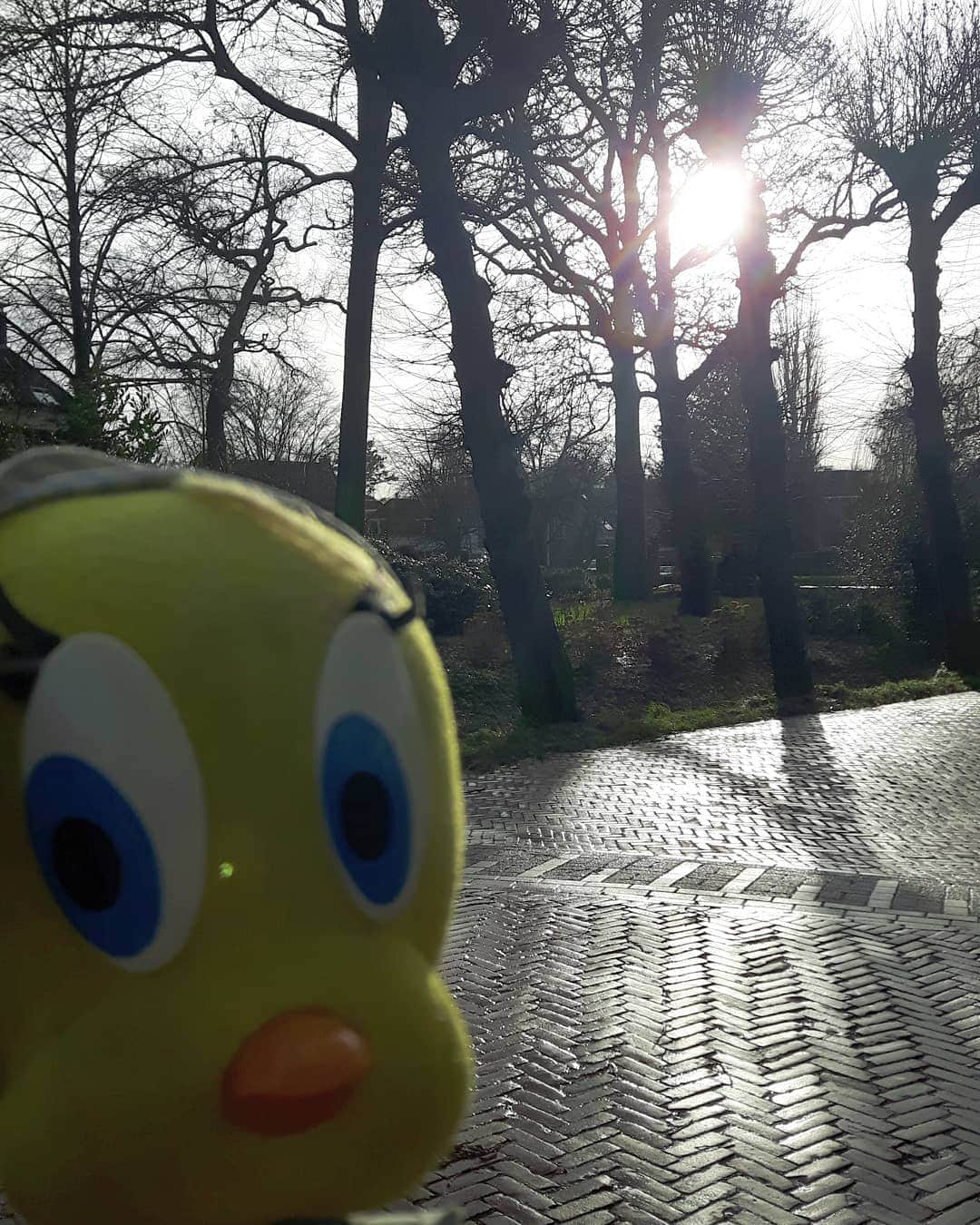 Little Yellow Birdさんのインスタグラム写真 - (Little Yellow BirdInstagram)「I can't wait for spring, but for now I have to make do with this winter sun. I'll take it!! #littleyellowbird #tweety #tweetykweelapis #adventures #yellow #bird #thursday #january #januari #2020 #winter #wintersun #sun #ray #cantwaitforspring #loenenaandevecht #stuffedanimalsofinstagram #plushiesofinstagram」1月30日 23時36分 - tweetykweelapis