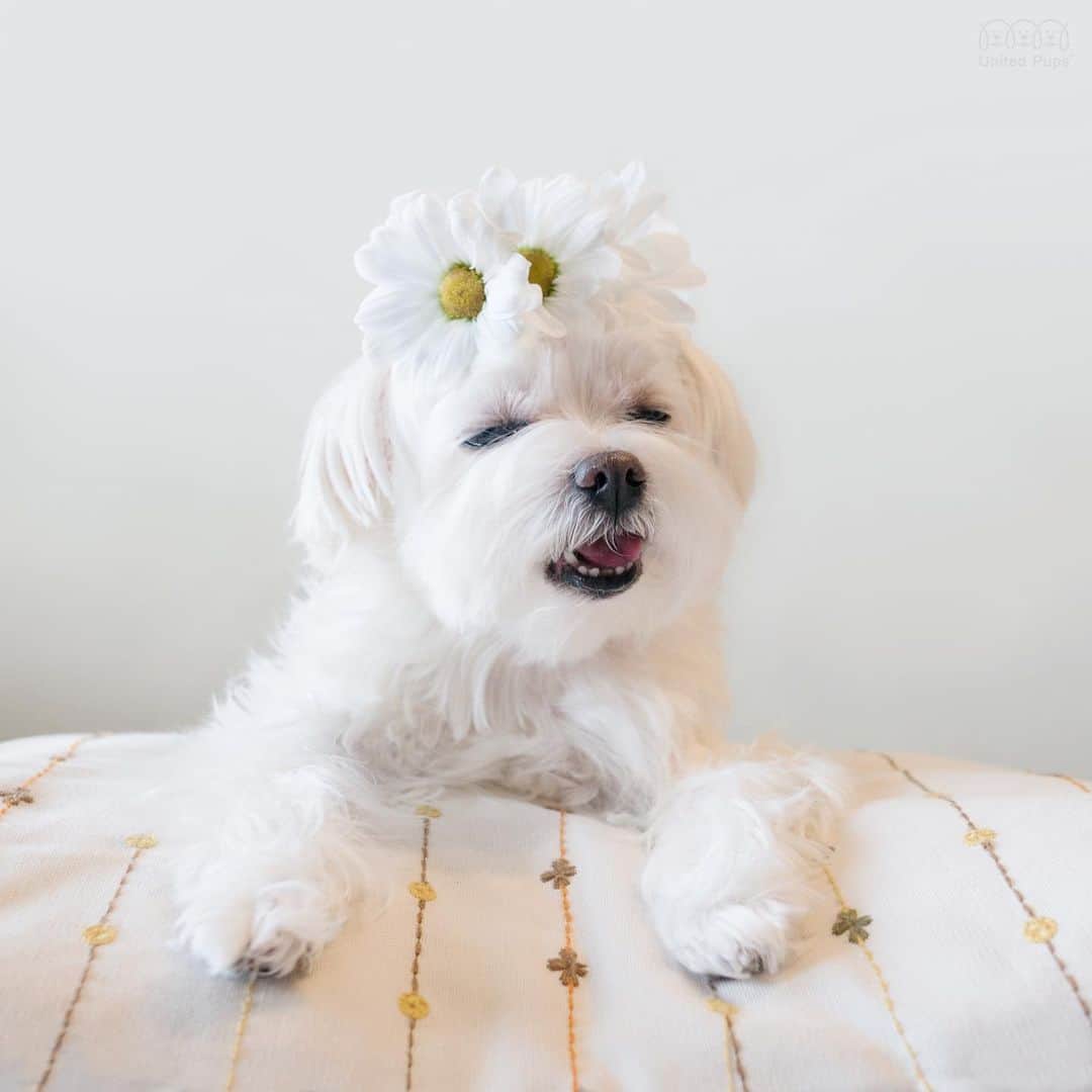 hi.arodさんのインスタグラム写真 - (hi.arodInstagram)「Serious! Am I pretty? 🌼😚🌼 ・・・ #beautyintheeyeofthebeholder#sharebeauty#sharelove #flowersmakemehappy #flowerdog #flowerhalo #floralcrown #floralheadpiece #dogaccessories #headpiece #maltese#maltesedog#小犬#汪星人#萌犬#毛孩 #malteseofinstagram #malteselovers #malteseworld #maltese_101 #furbaby #spoiledmaltese #馬爾濟斯 #dogoftheday #whitedog #thedodo  #morkie #maltipom #maltipoo #malteseboy」1月30日 23時48分 - hi.arod