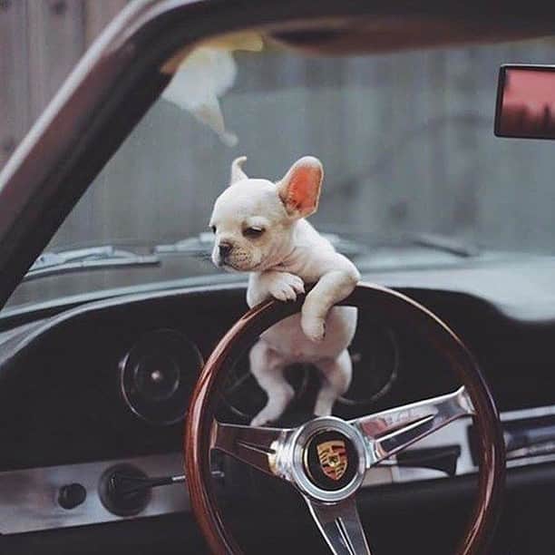 Baby Animalsさんのインスタグラム写真 - (Baby AnimalsInstagram)「Hmm, he might be a little too young to drive...」1月30日 23時58分 - thebabyanimals