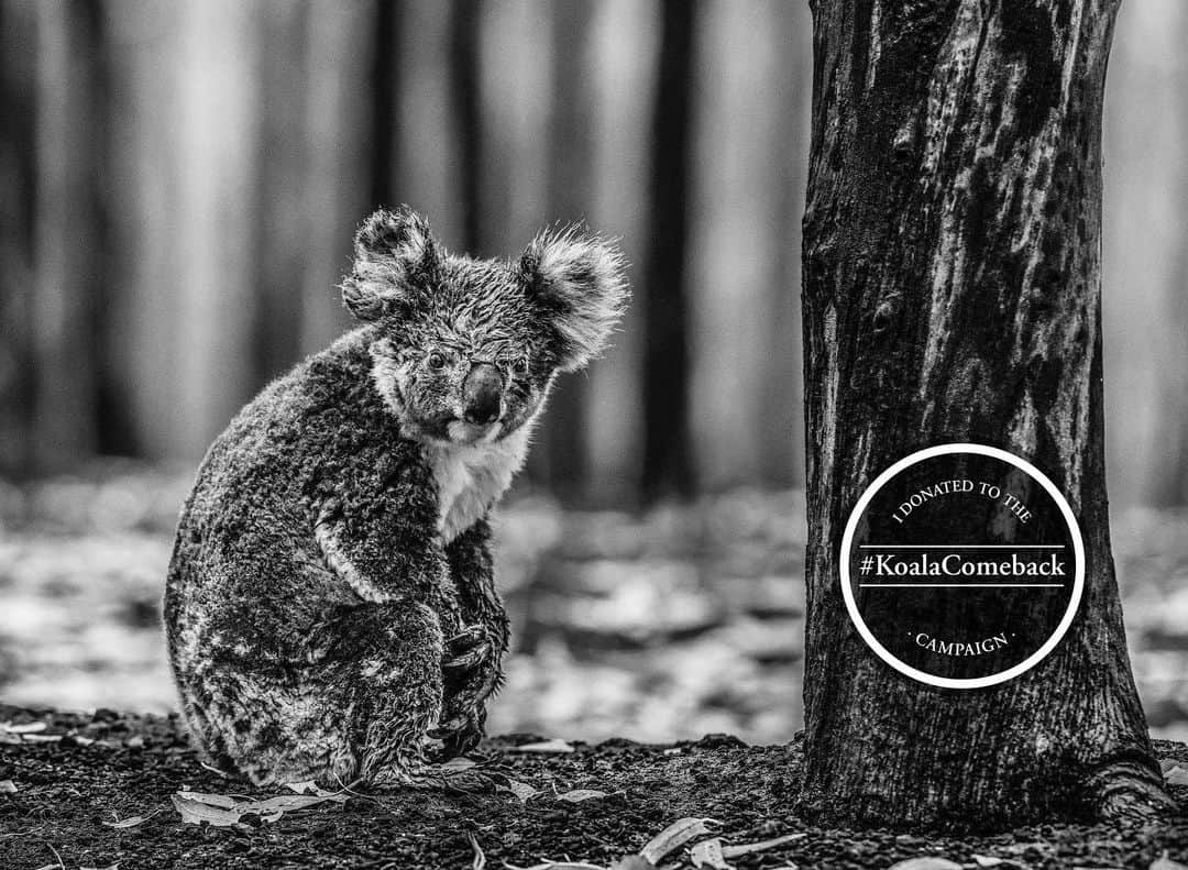 トム・ブレイディさんのインスタグラム写真 - (トム・ブレイディInstagram)「My friend @davidyarrow took this photo, called SURVIVOR last week. What’s occurring in Australia is a tragedy that affects all of us no matter where we live, and I hope you can all help in supporting the recovery effort. David launched a campaign with @wild.ark to raise two million dollars to support Australia in this time of need. Make a small donation (link in bio) to receive and share a digital print and help make a positive impact on this world!」1月30日 23時51分 - tombrady